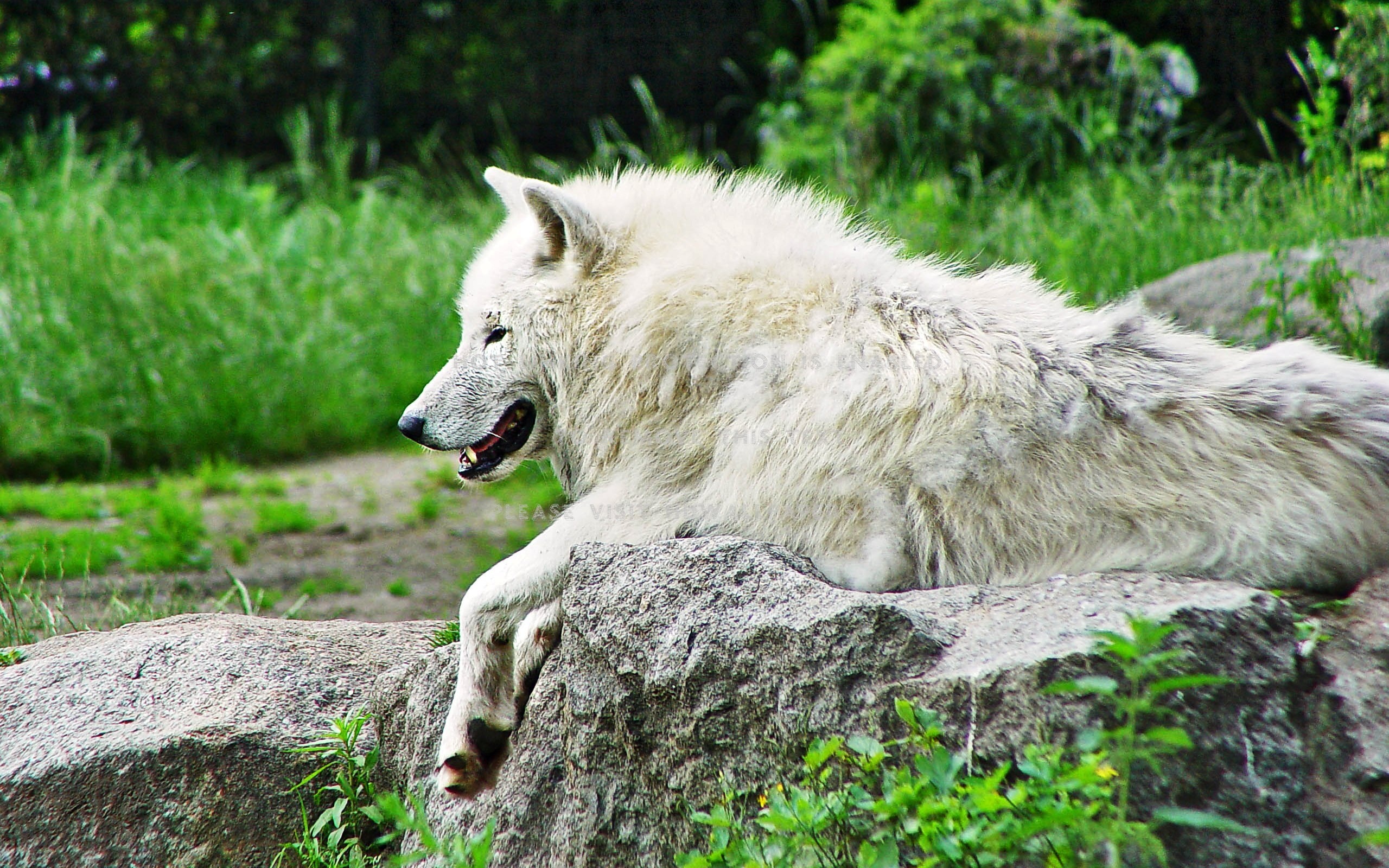 Arctic Wolf, Resting on rock, Nature's predator, Snowy landscape, 2560x1600 HD Desktop