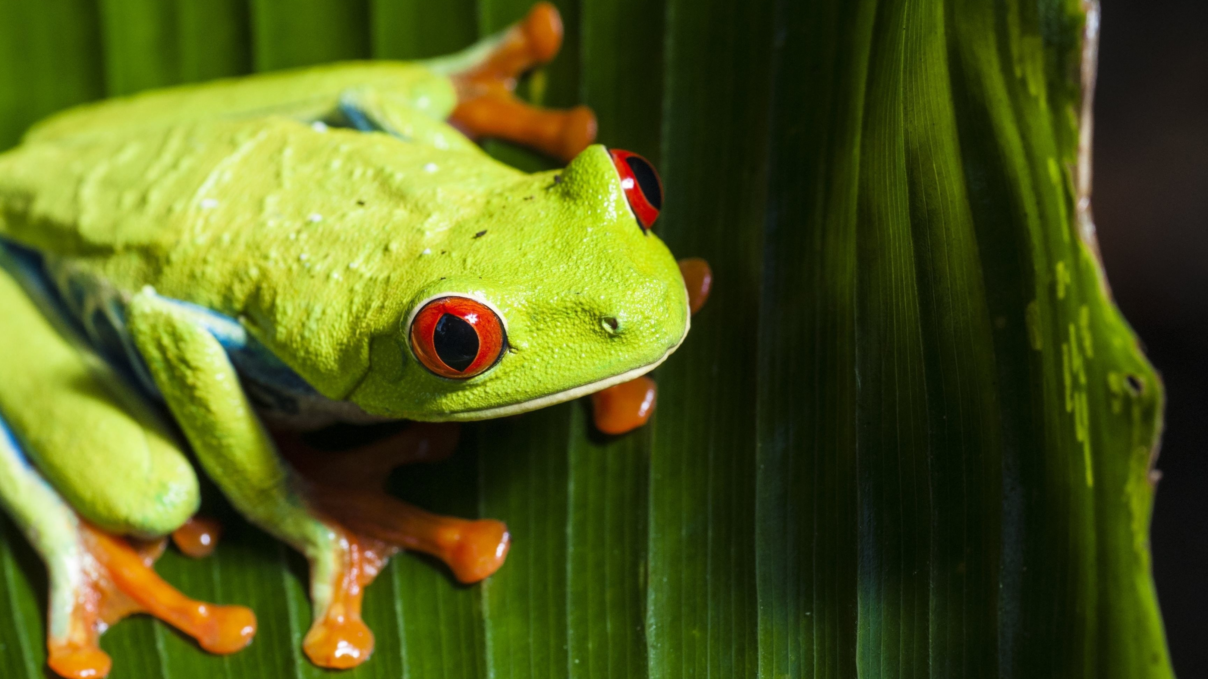 Costa Rican wildlife, Vibrant red-eyed frog, Tropical rainforests, Biodiversity hotspot, 3840x2160 4K Desktop