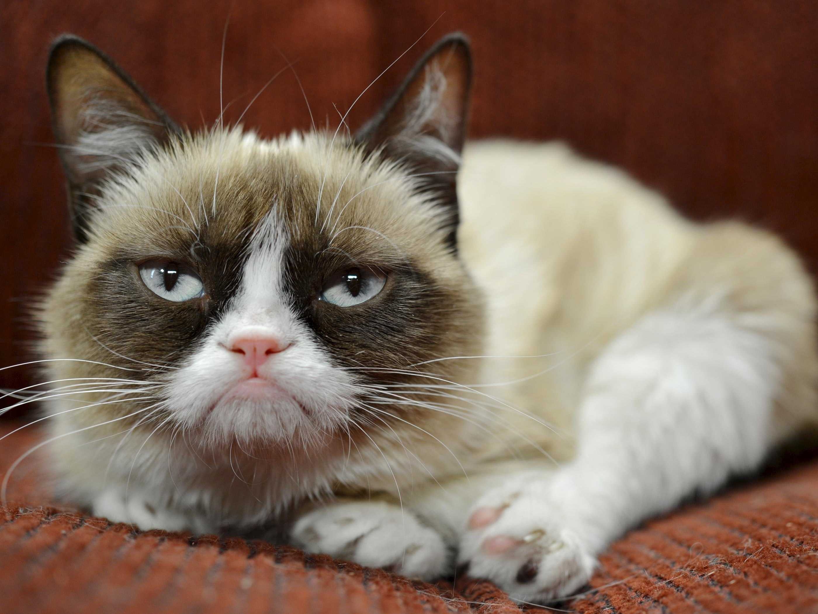Grumpy Cat, Internet famous cats the Grumpy Cat meme, 2800x2100 HD Desktop