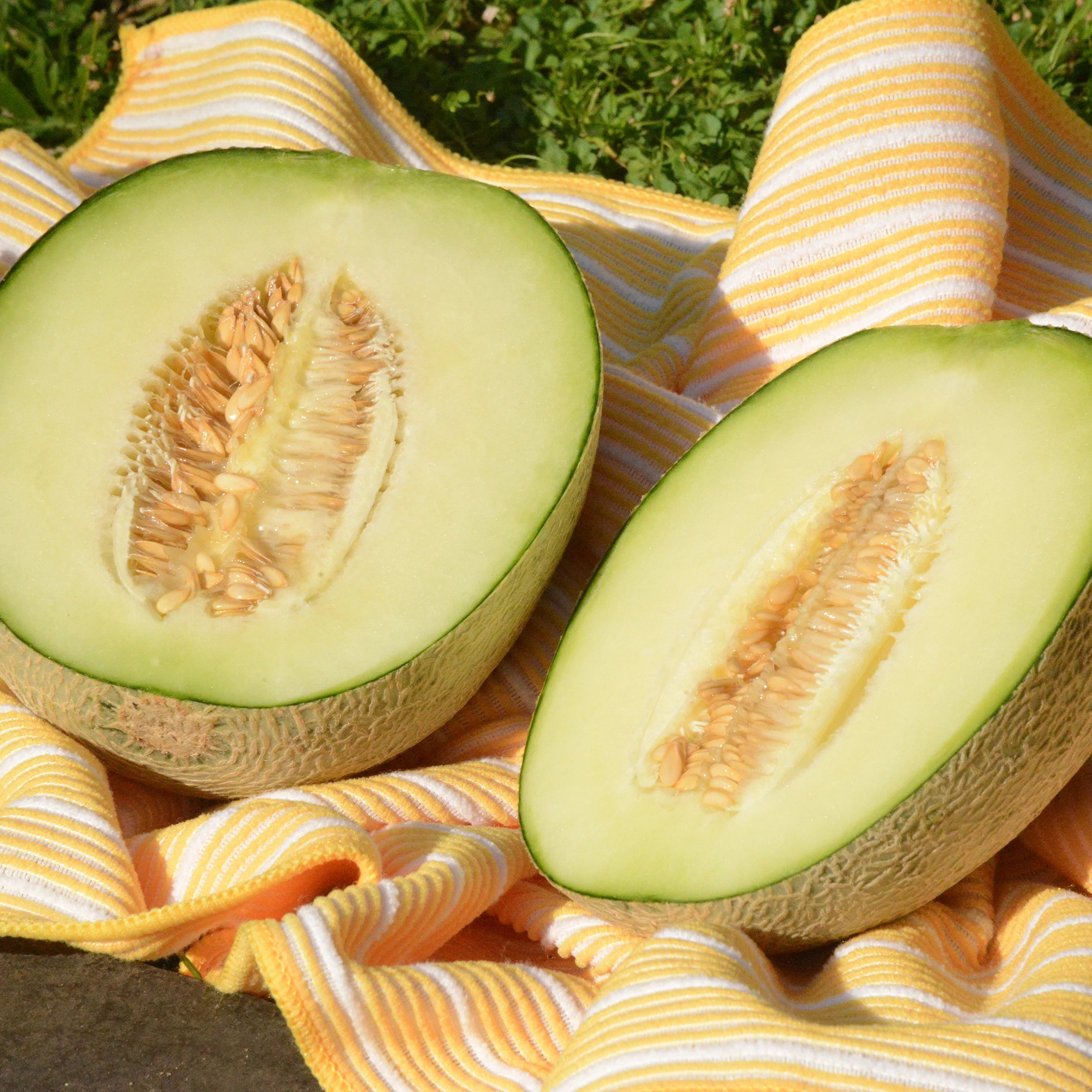 Melon: Japanese muskmelon, Has a green skin, covered in whitish veins. 2010x2010 HD Wallpaper.