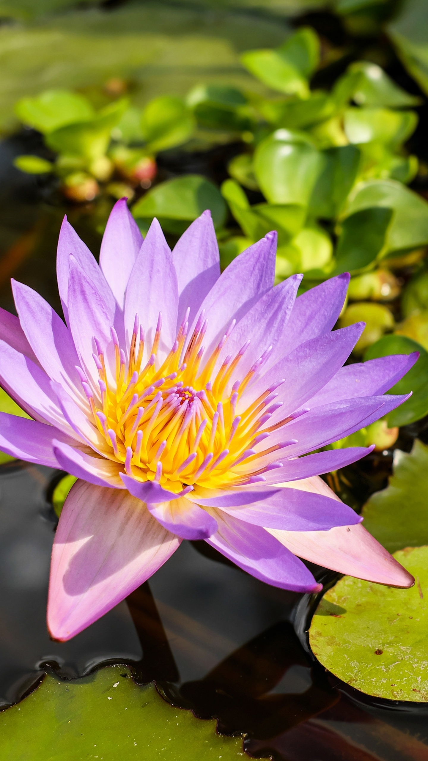 Nature, earth, water lily, 1440x2560 HD Handy