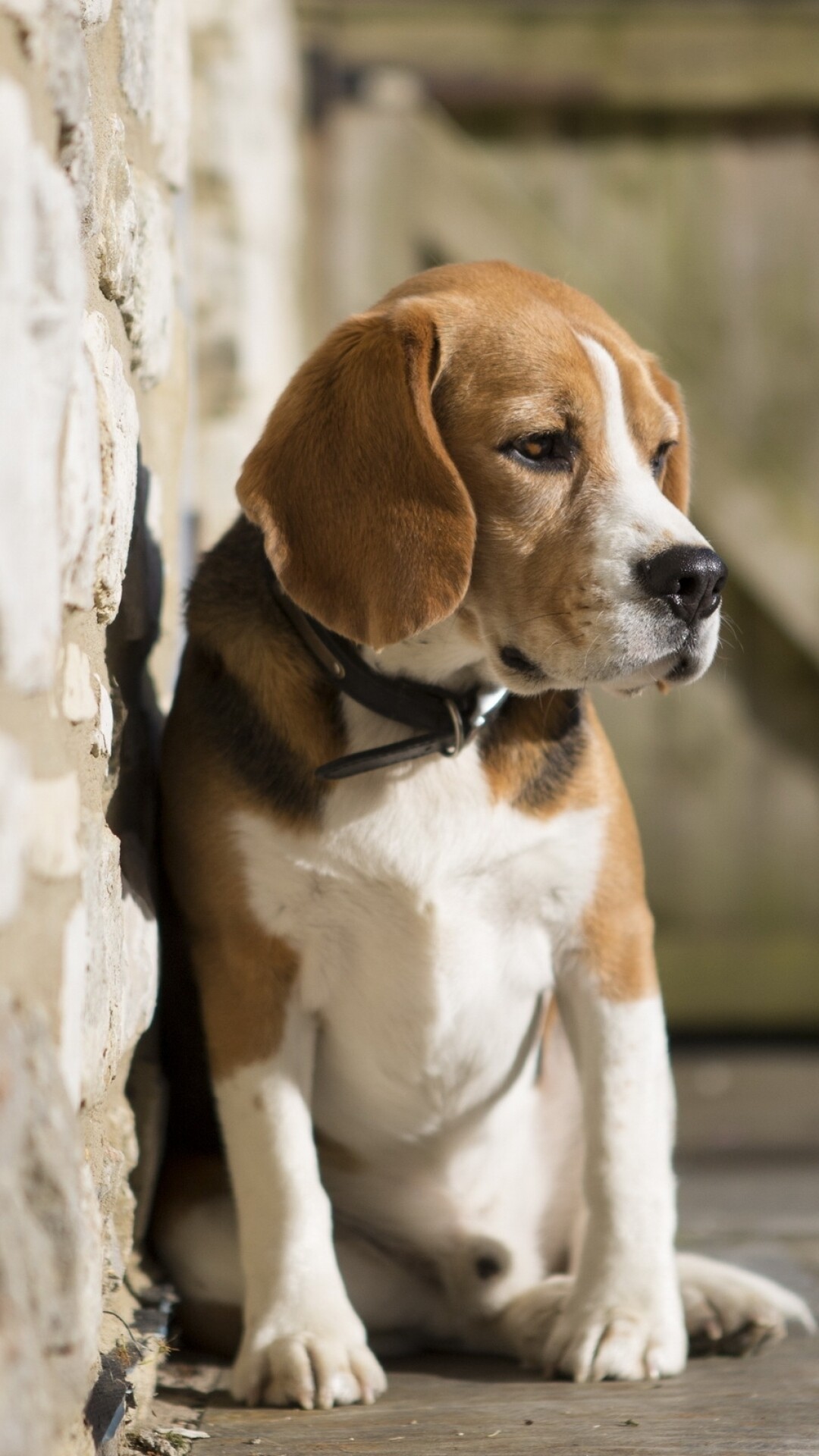 Beagle: The breed is popular as pets because of their good size, sweet temper, and health. 1080x1920 Full HD Background.