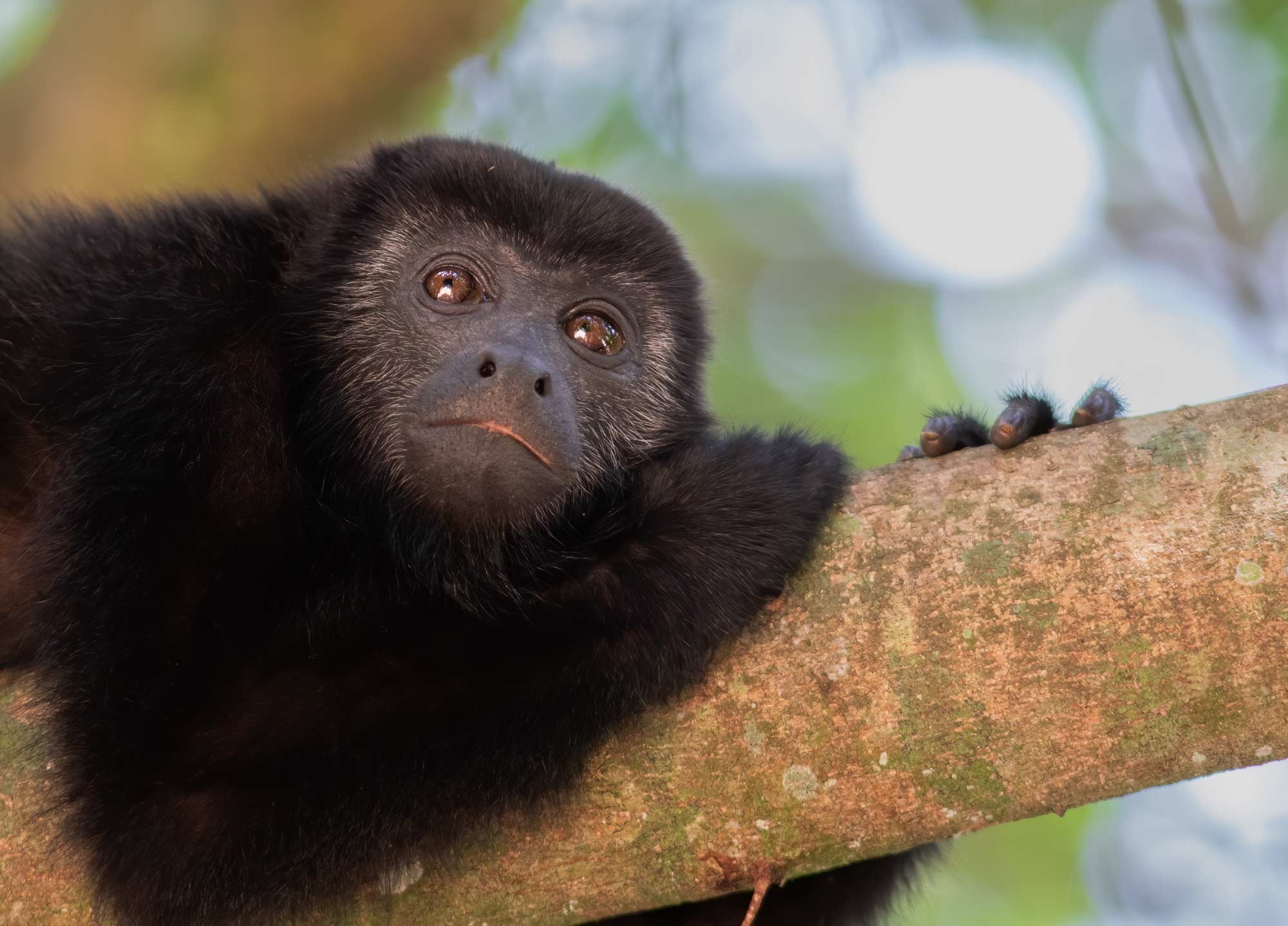 Howler Monkey, Mexican wildlife, Nature's symphony, Tropical jungle dweller, 2000x1440 HD Desktop