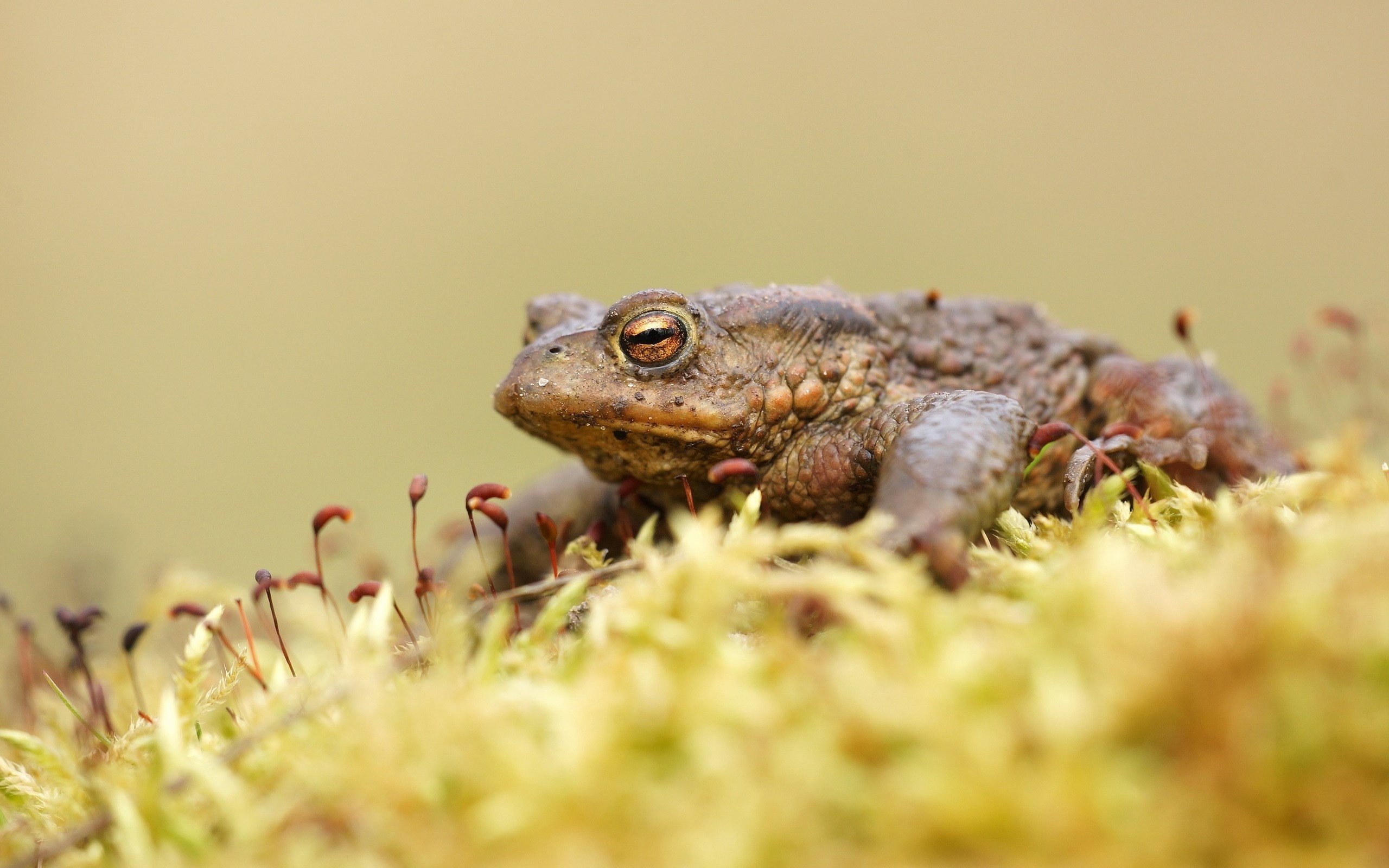 Toad wallpapers, Eclectic collection, Toad species, Nature's harmony, 2560x1600 HD Desktop
