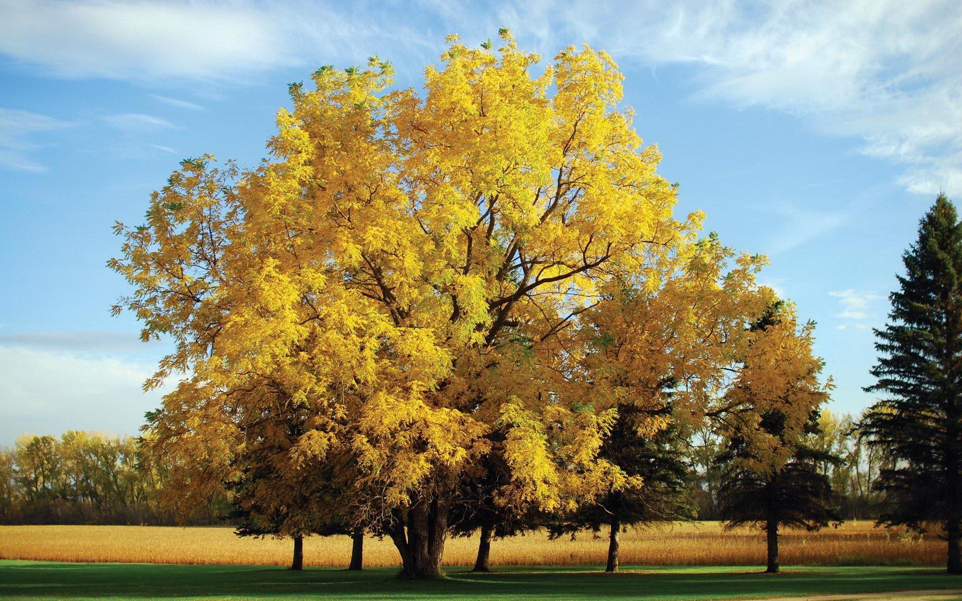 Oak Tree, Yellow oak tree wallpaper, Nature beauty, Scenic landscapes, 1920x1200 HD Desktop