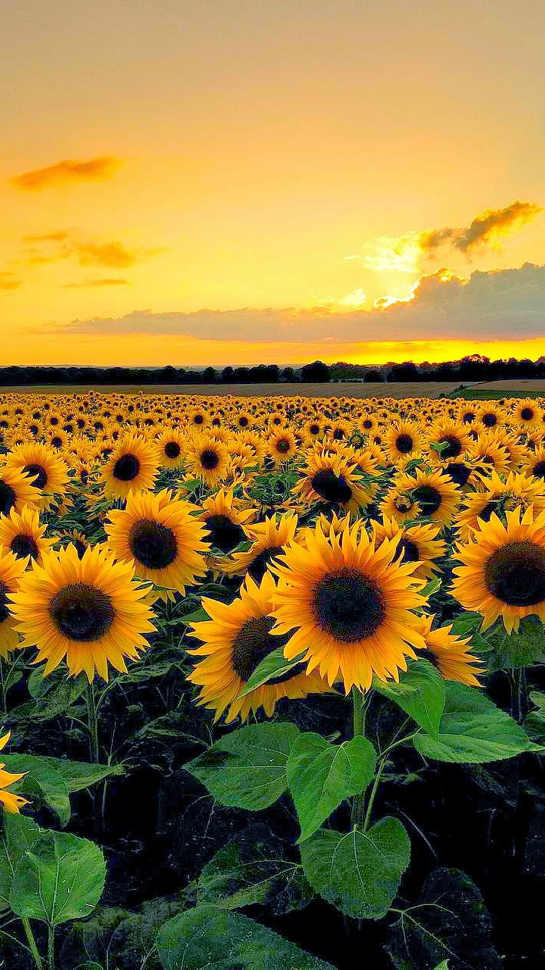 Flower Field: Sunflowers, An annual plant with a large daisy-like flower face. 1080x1920 Full HD Background.