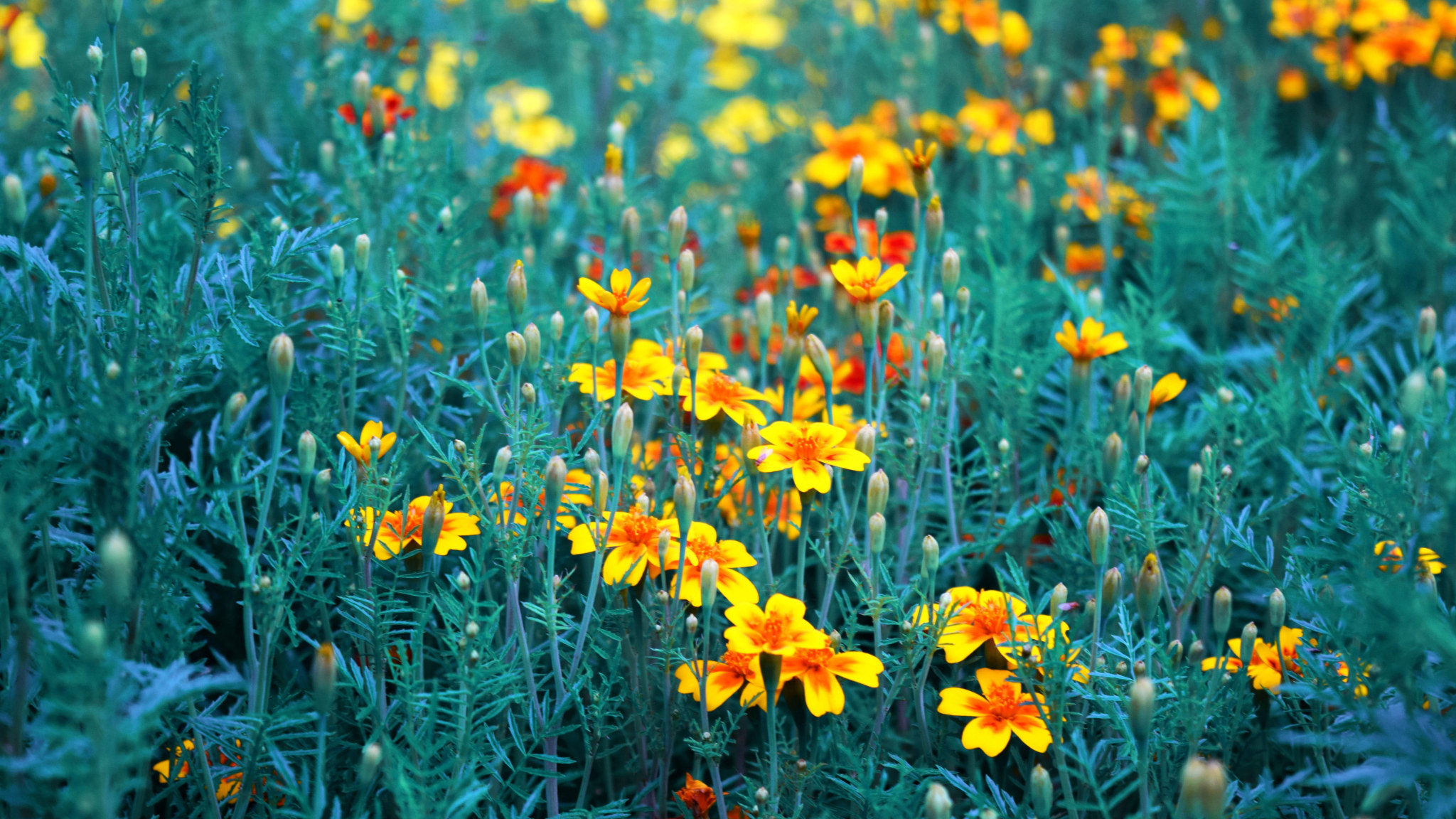 Flower Field: Yellow-and-red Marigold, Herbaceous plants in the family Asteraceae. 2050x1160 HD Background.