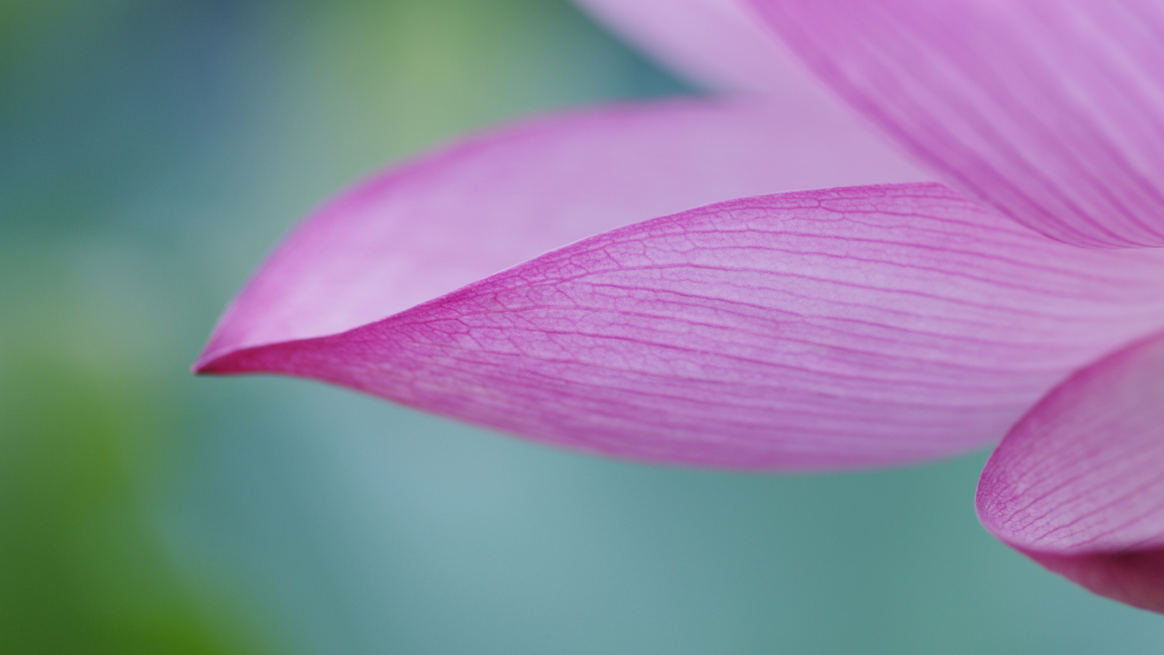 Super high resolution images, Lotus flower wallpaper, 3840x2160 4K Desktop