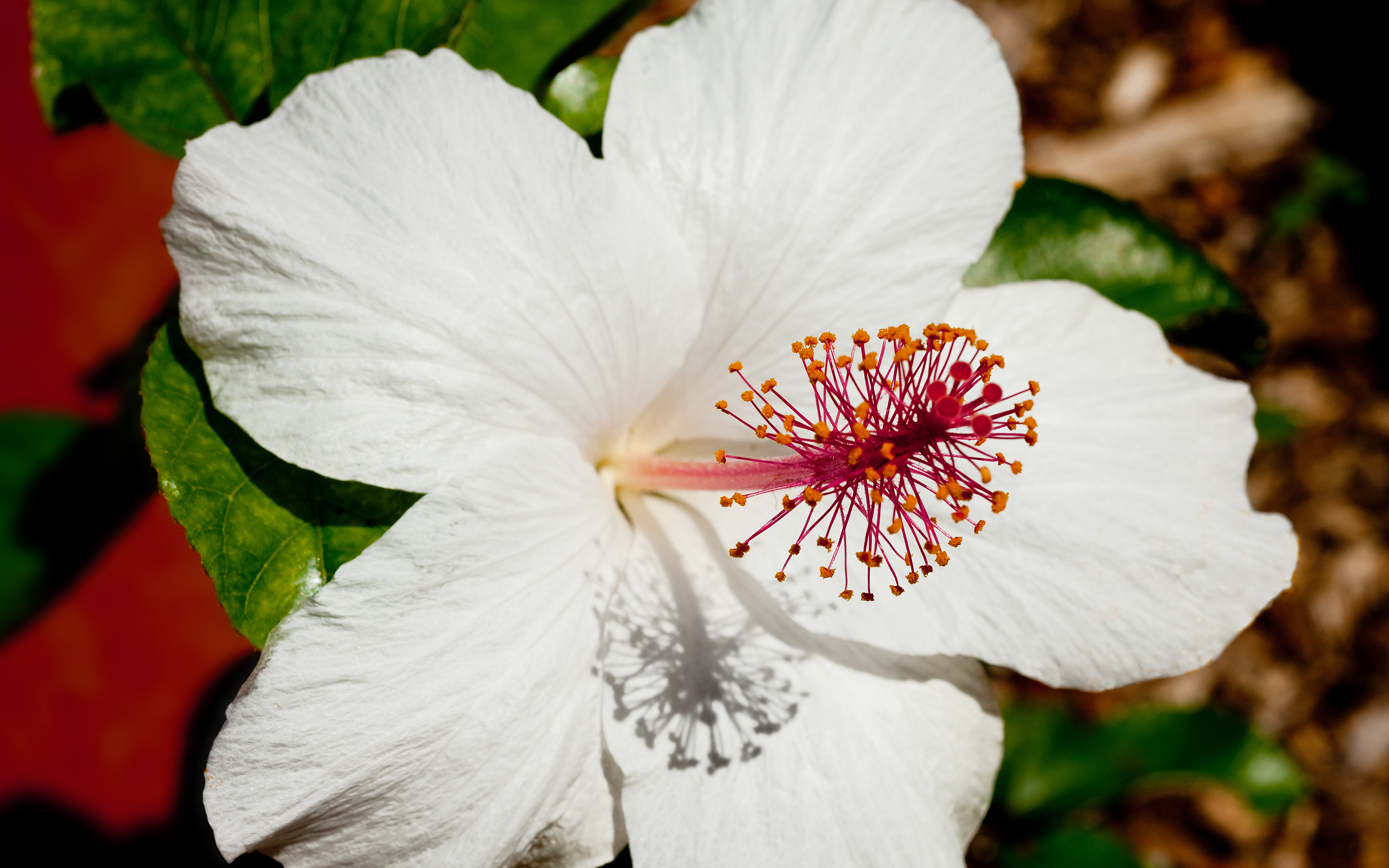 White hibiscus wallpaper, HD image, Floral beauty, Nature's charm, 2560x1600 HD Desktop