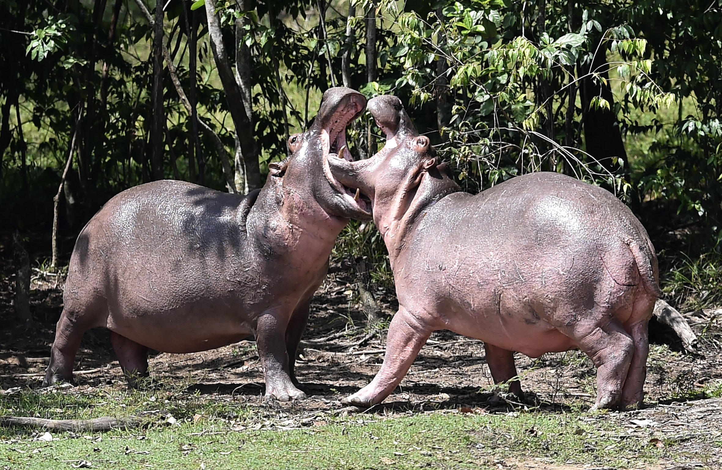 Pablo Escobar's hippos, Largest invasive species, Environmental impact, Colombia, 2370x1540 HD Desktop