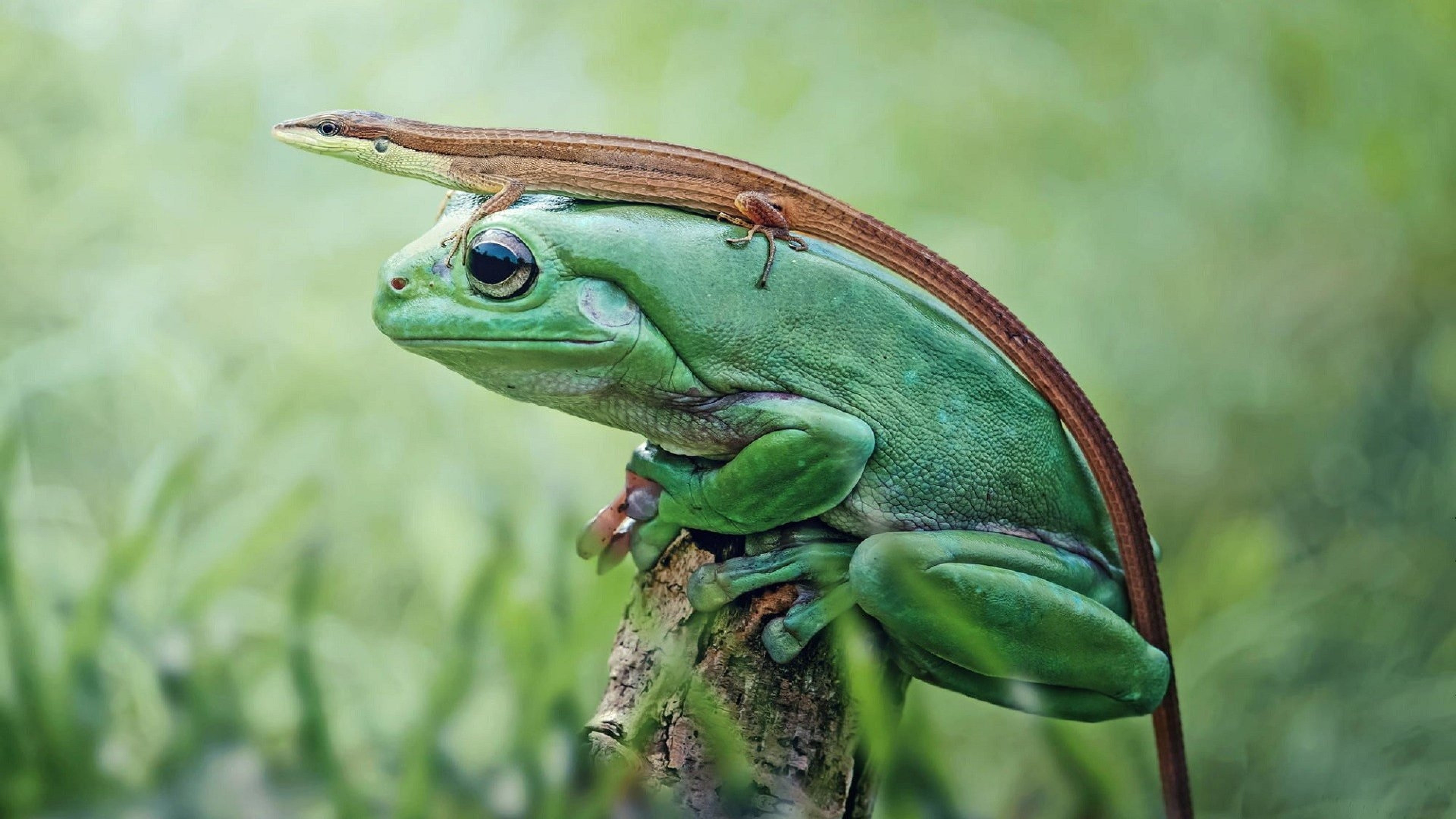 Frog and lizard wallpapers, Nature's inhabitants, Delicate balance, Coexistence, 3840x2160 4K Desktop