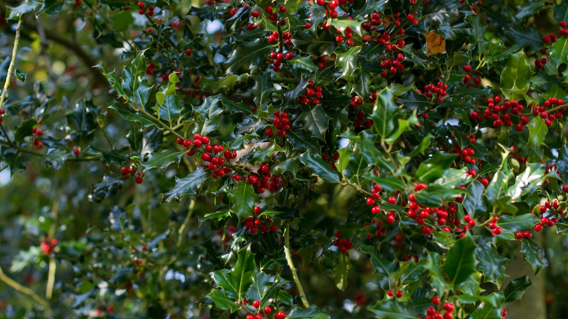 Holly Tree, Plant facts, Trees for life, Evergreen elegance, 1920x1080 Full HD Desktop