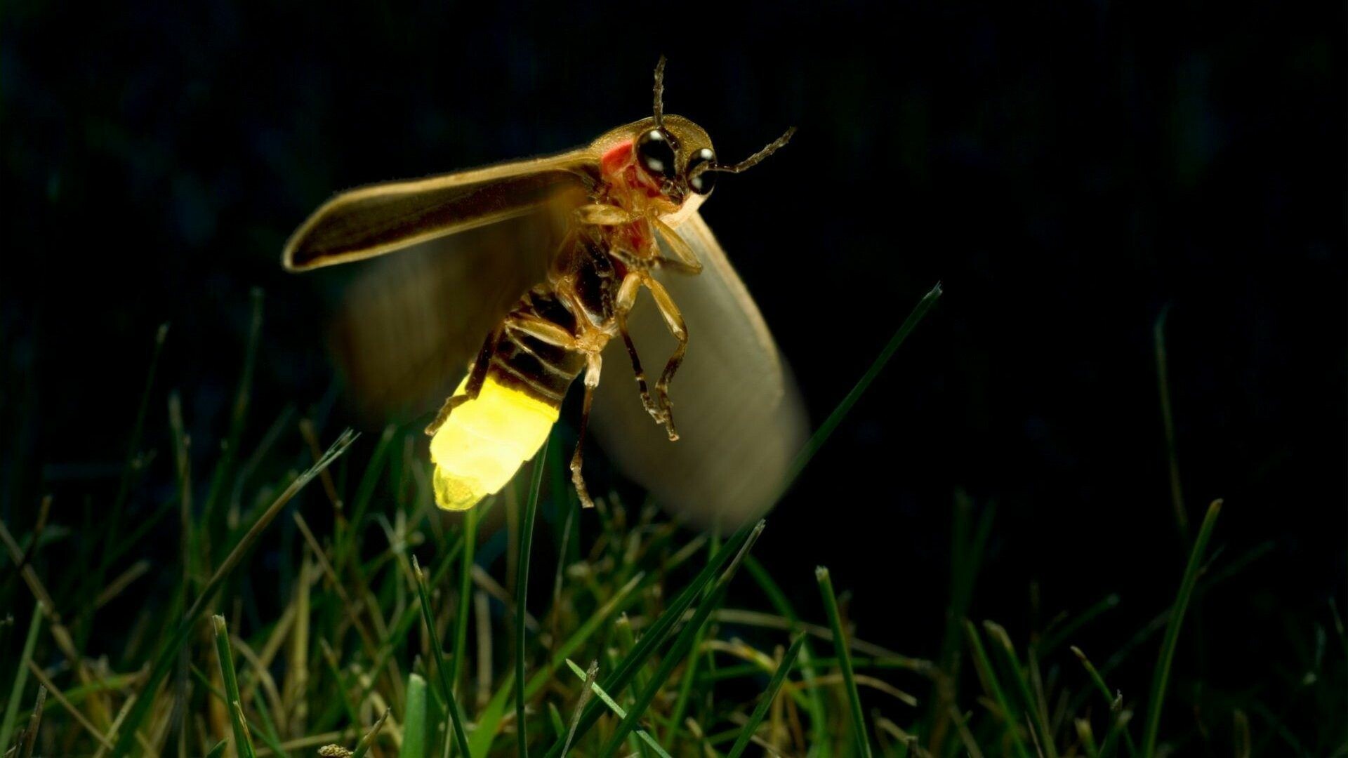Firefly (Insect): Bugs, Known as lightning bugs, The chemical process of bioluminescence. 1920x1080 Full HD Background.