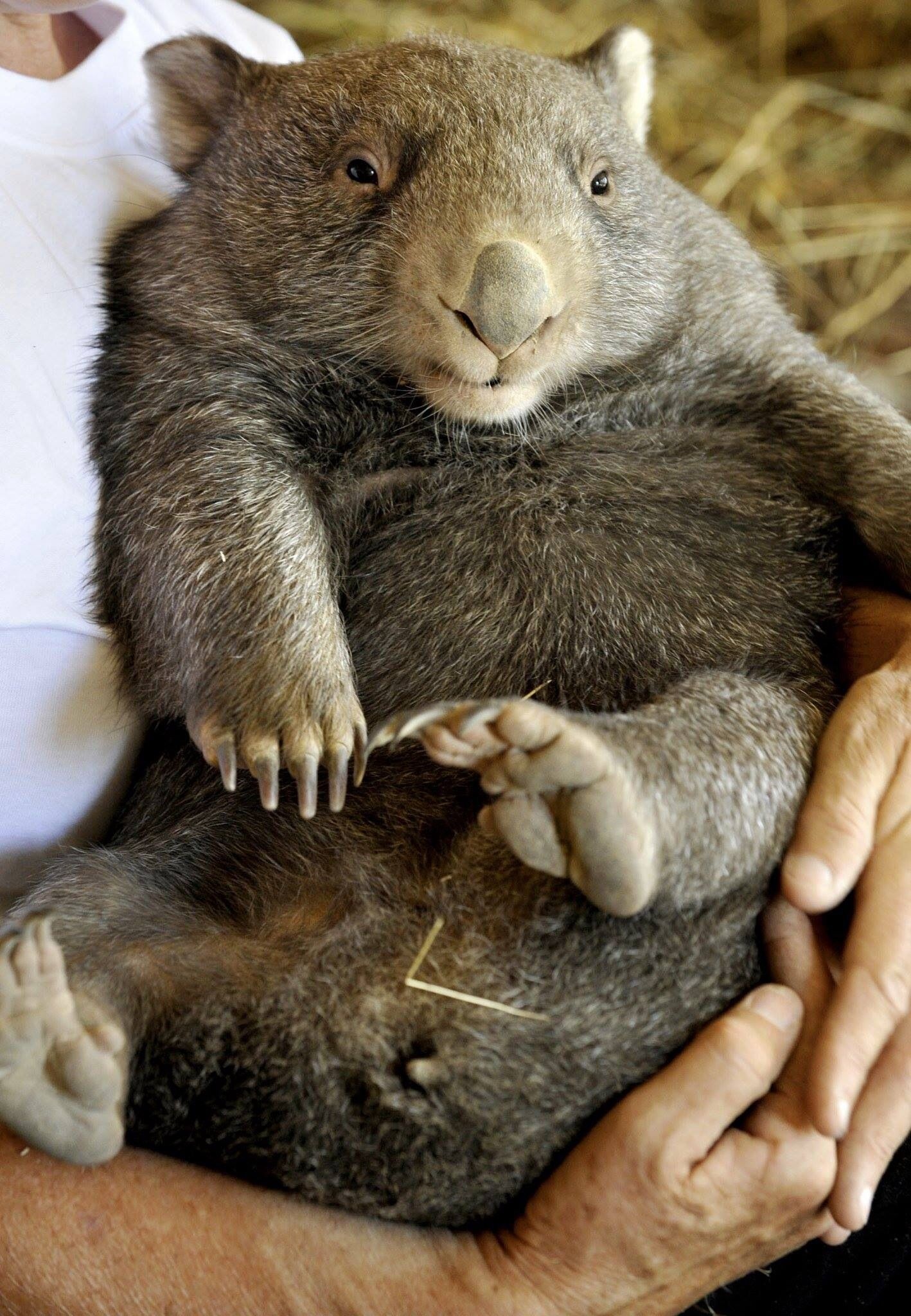 Australian wildlife, Wombat love, Cute animal photos, 1420x2050 HD Phone