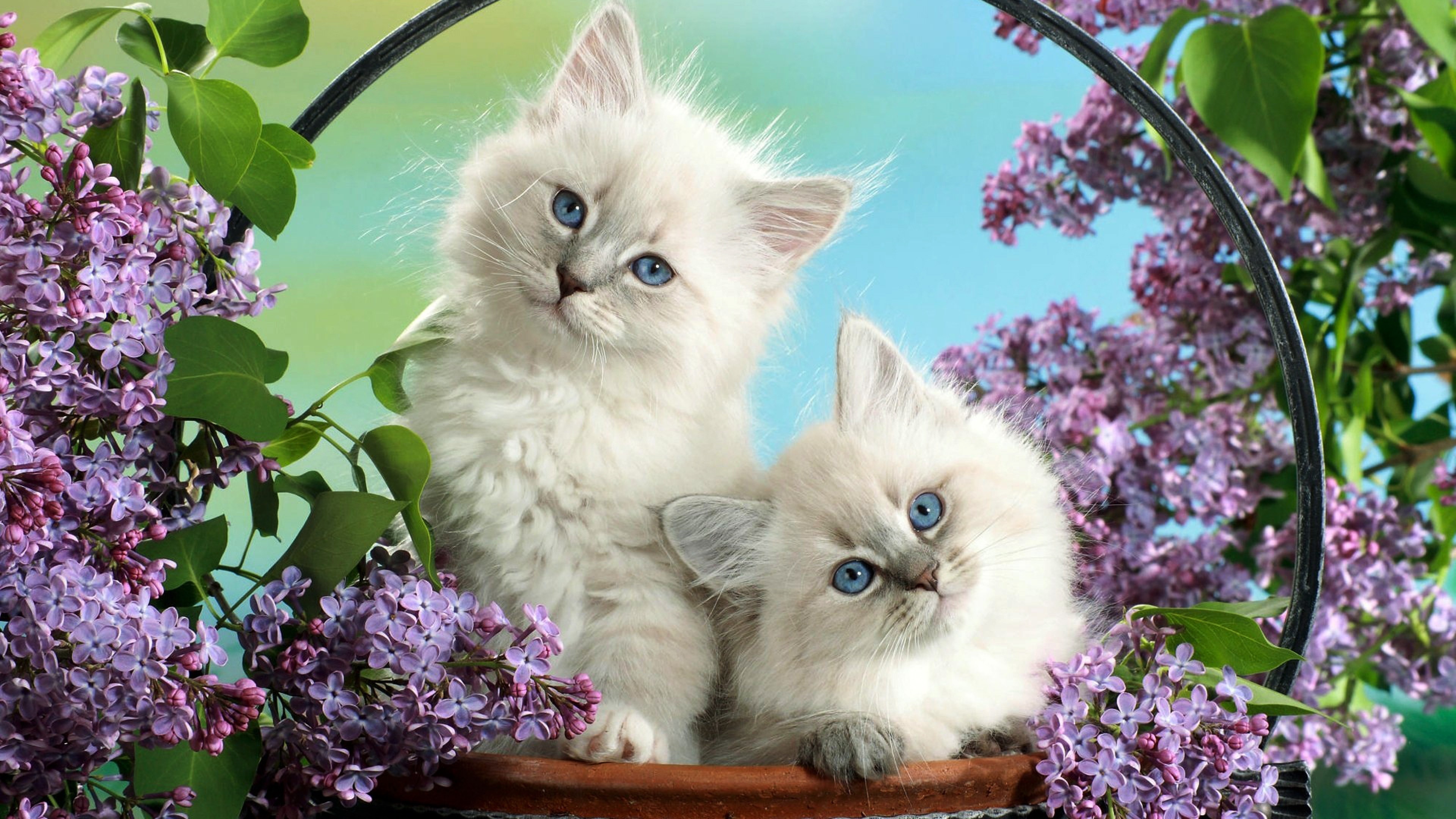 Ragdoll cat, High-definition wallpapers, Free image download, Desktop backgrounds, 3840x2160 4K Desktop