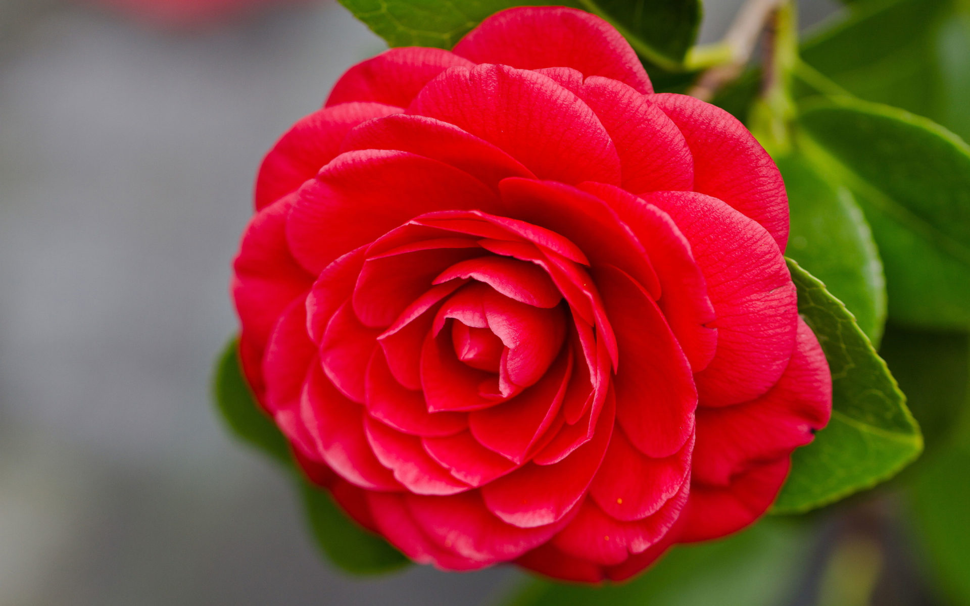 Camellia japonica, Perfect plant, Vibrant blooms, Garden beauty, 1920x1200 HD Desktop