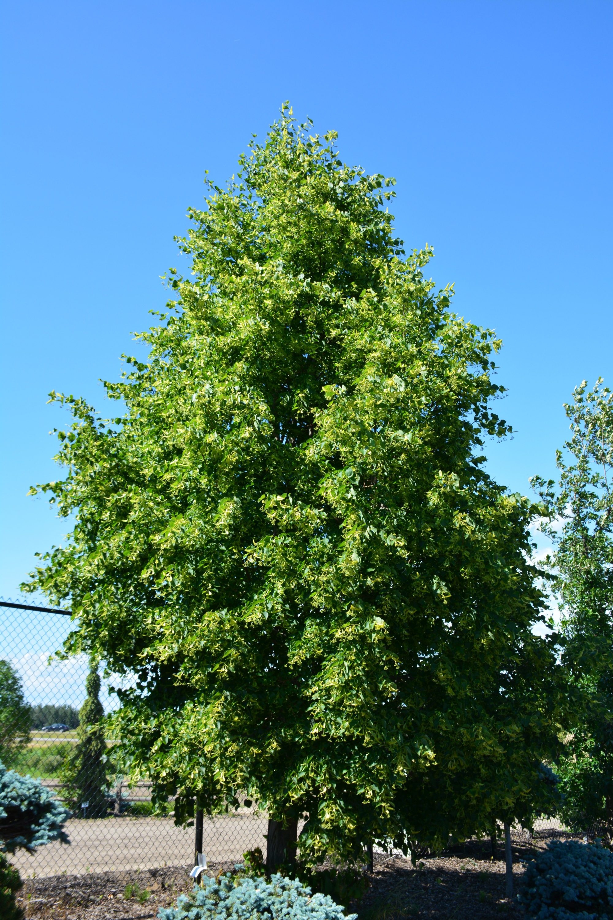 Linden Tree, dropmore linden, kiwi nurseries, Nature, 2000x3000 HD Handy