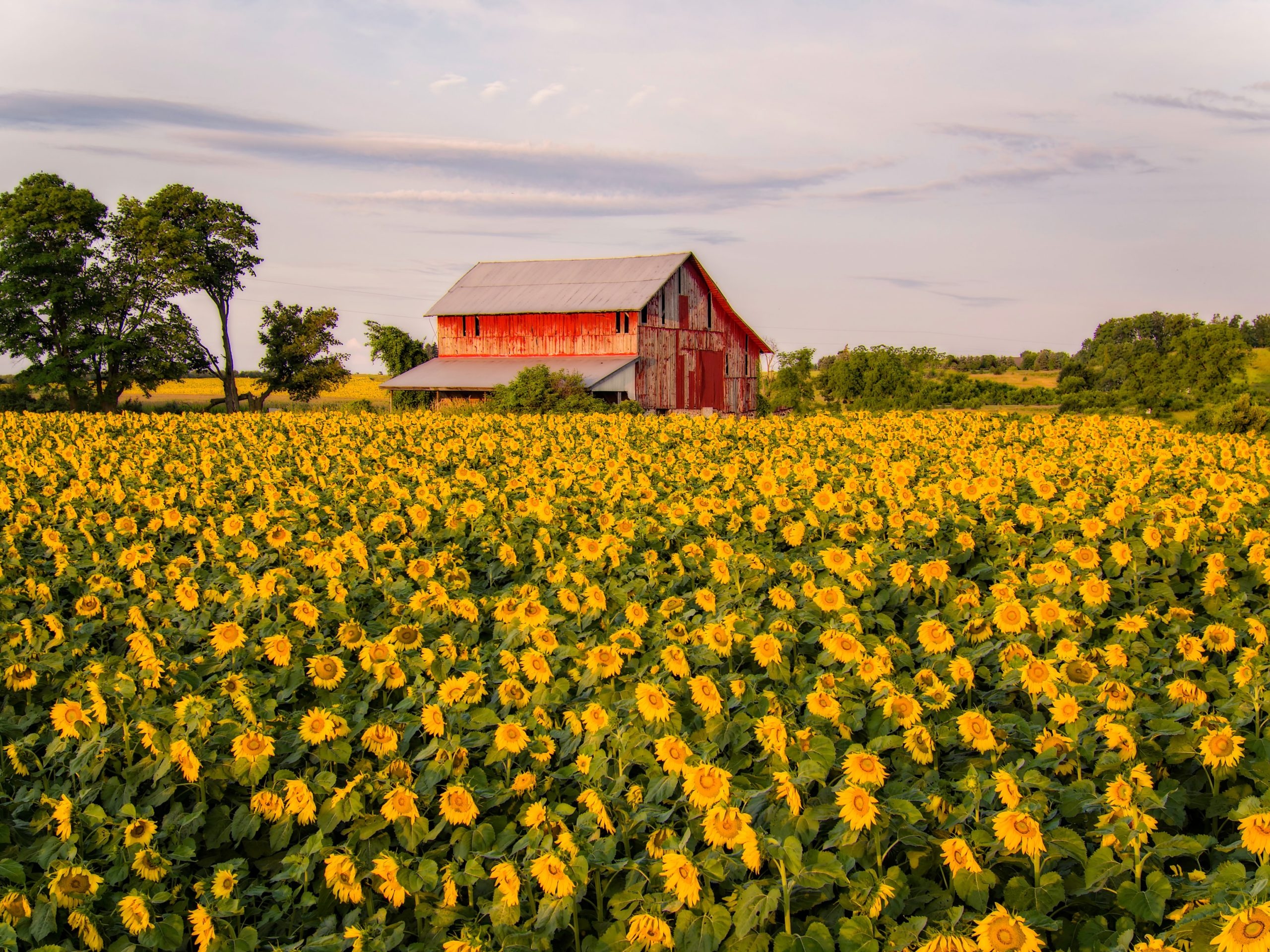 Farm: Farmhouse, Agricultural lands, Sunflowers. 2560x1920 HD Background.