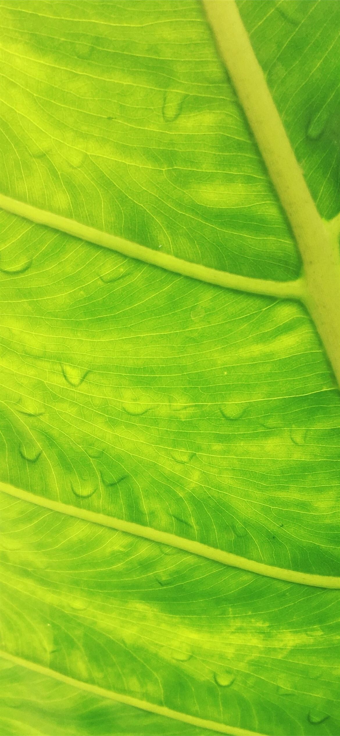 Leaf: The photosynthesis process converts water and carbon dioxide into sugar and oxygen. 1170x2540 HD Wallpaper.