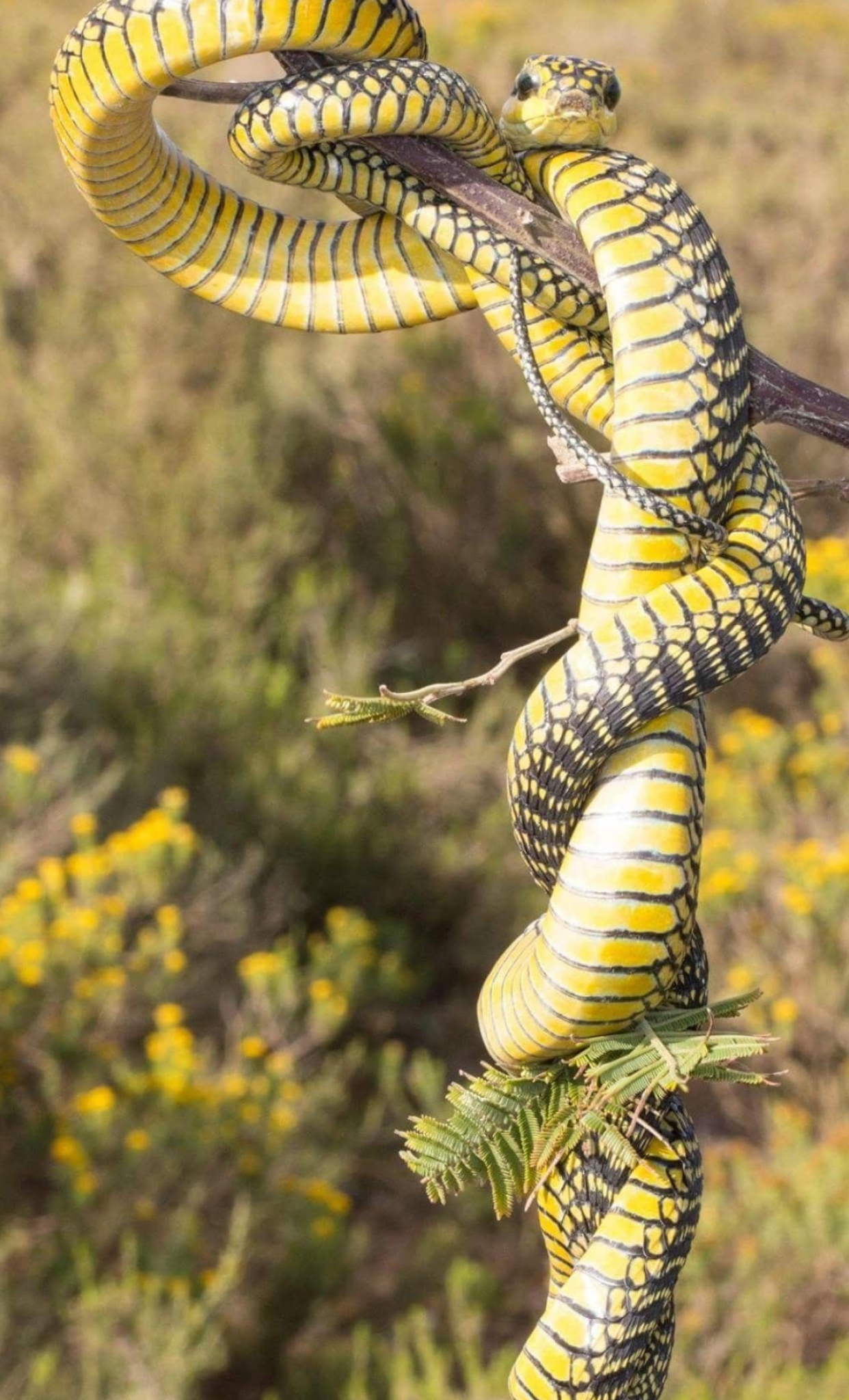 Boomslang, Dispholidus typus, Eastern Cape snakebite, Venomous serpent, 1250x2050 HD Phone