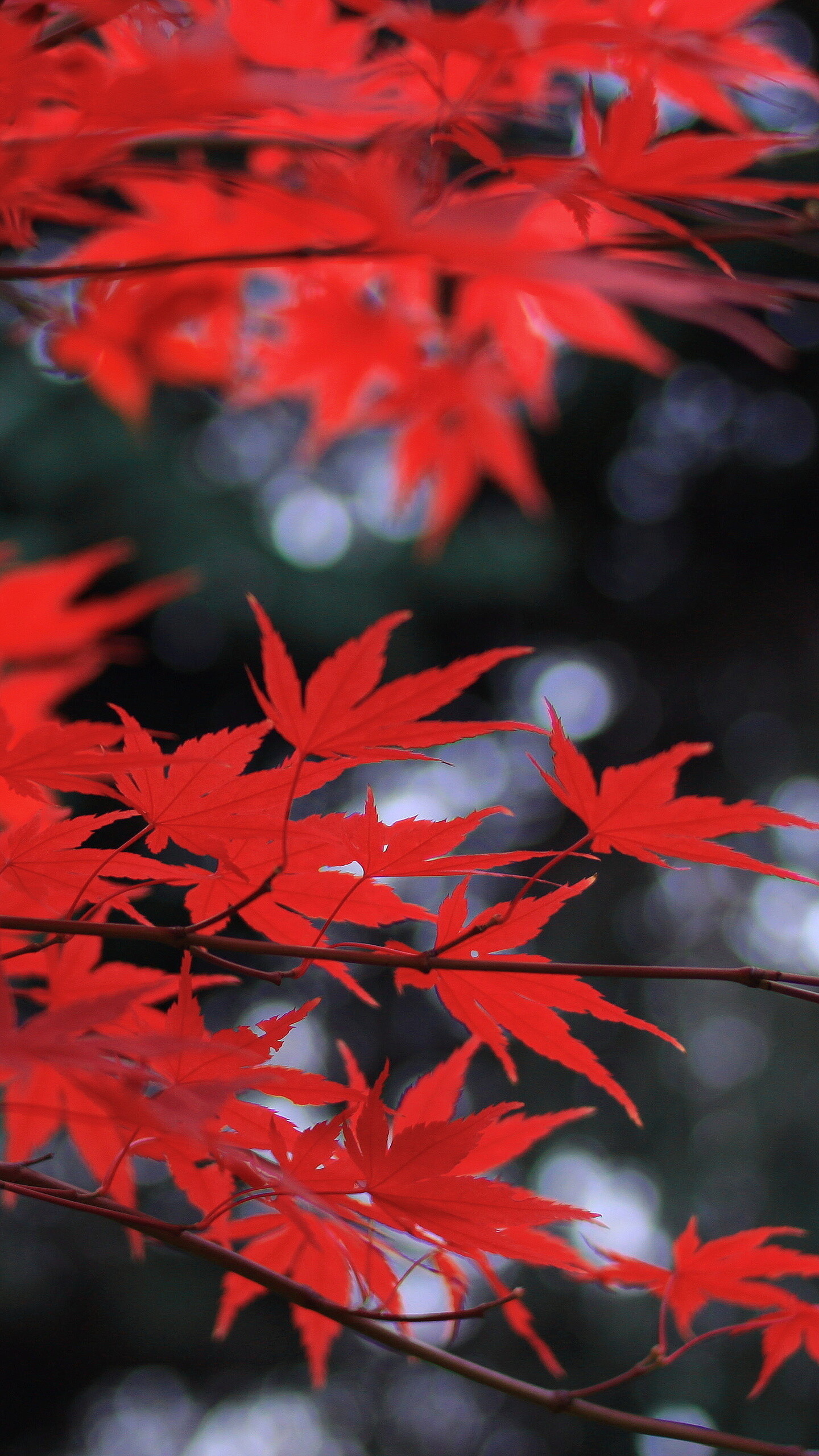 Leaves: Red leaf with pointed tips, Chlorophyll breakdown in the foliage. 1440x2560 HD Background.