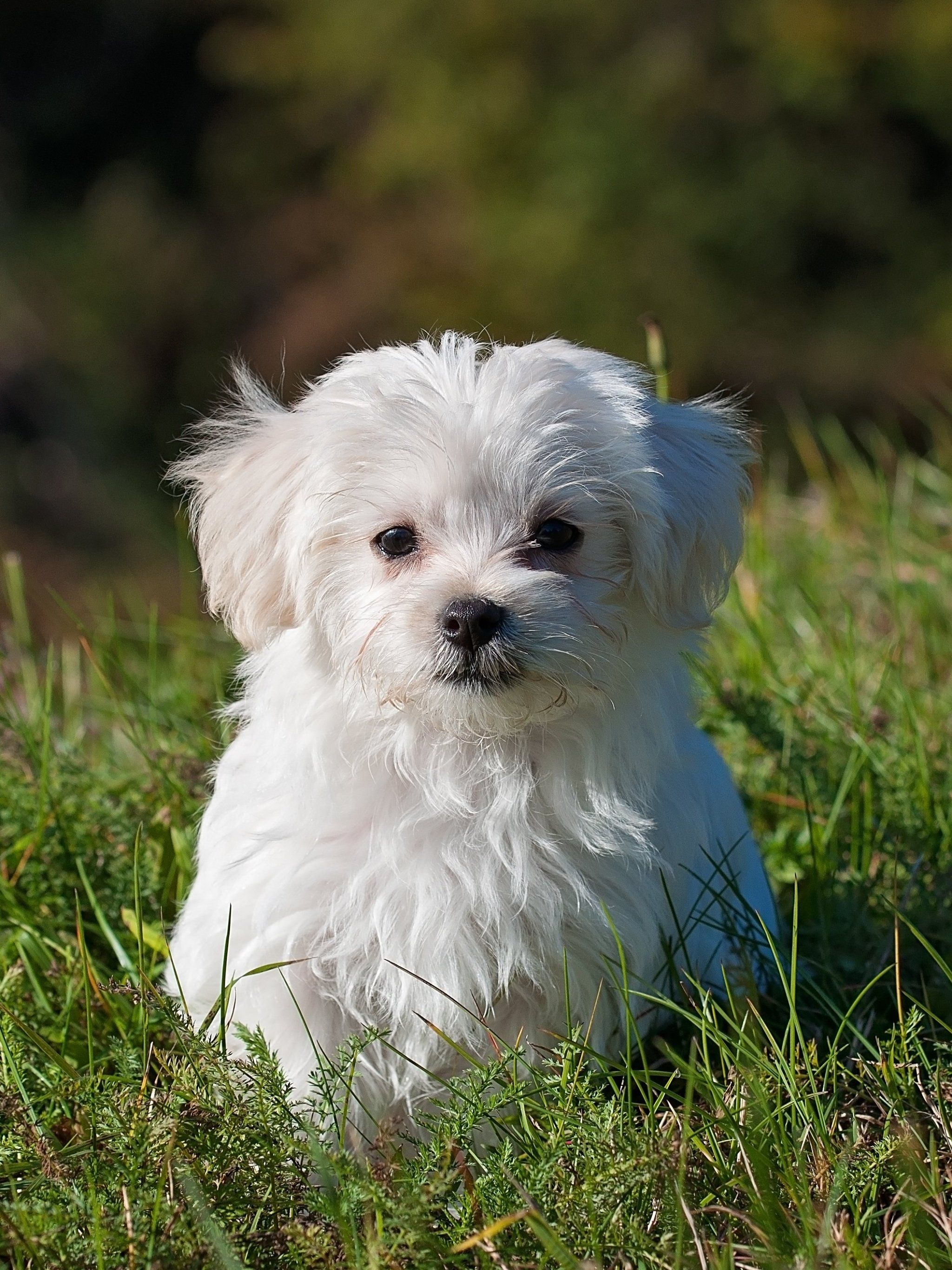 Bolognese Dog, Maltese puppies wallpapers, Top free, 2050x2740 HD Handy