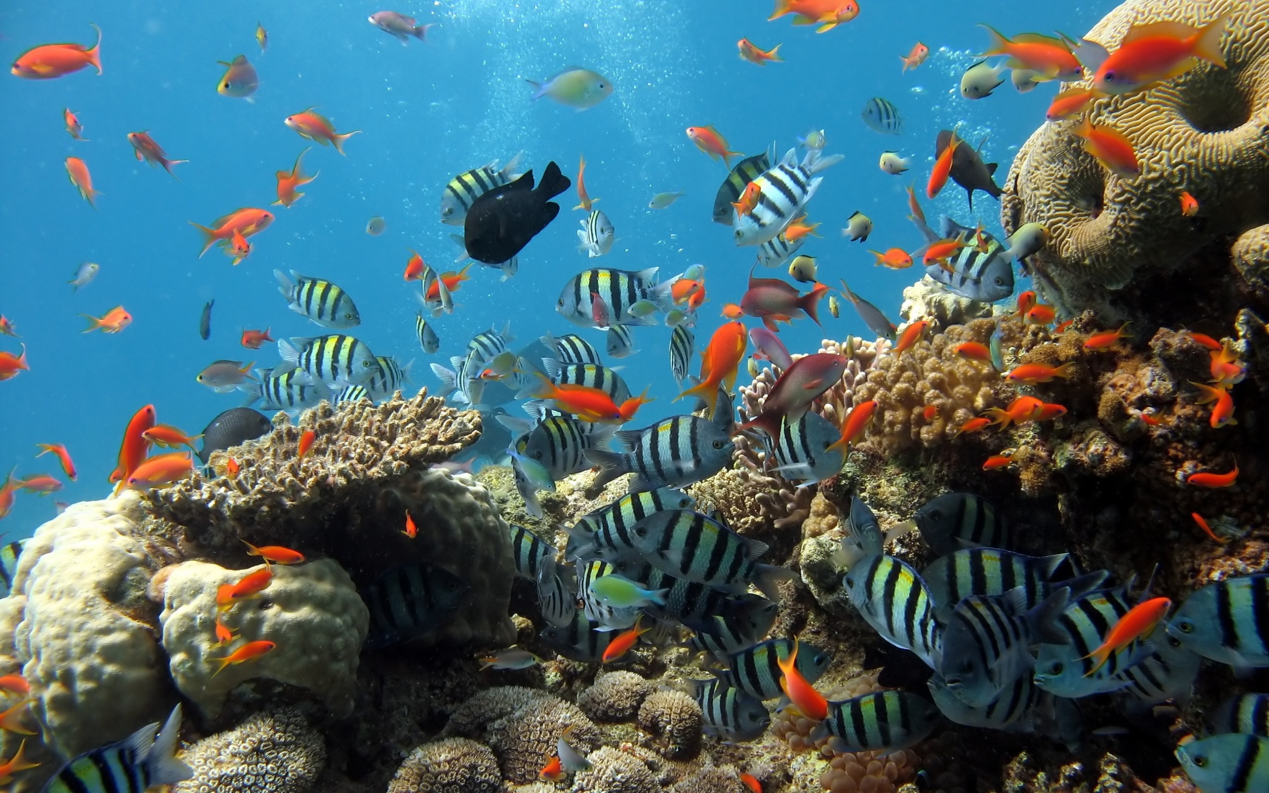 Diver in aquarium, Underwater exploration, Stunning marine life, Diving experience, Submerged world, 2560x1600 HD Desktop