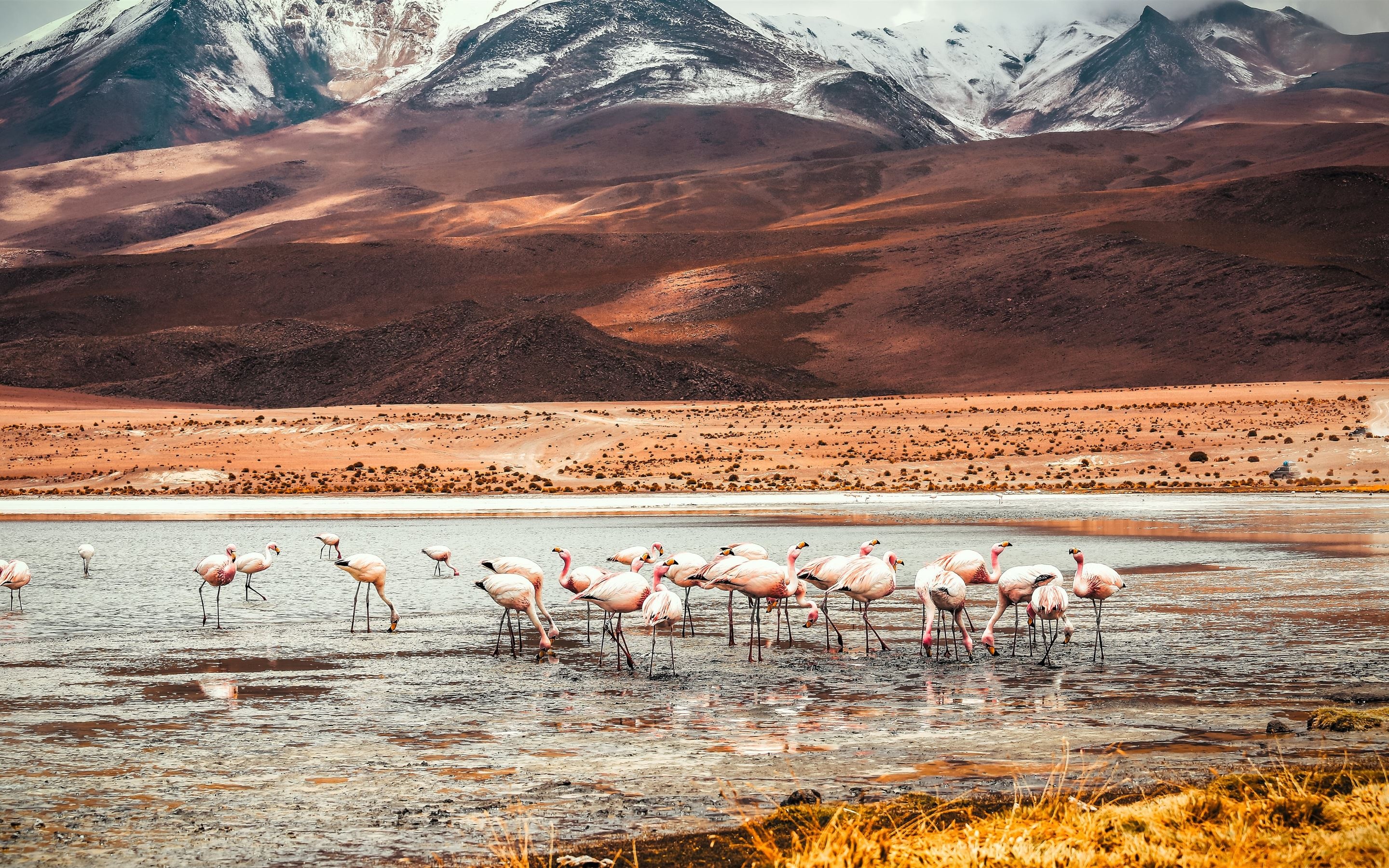 Flamingo lake of Bolivia, MacBook Air wallpaper, 2880x1800 HD Desktop