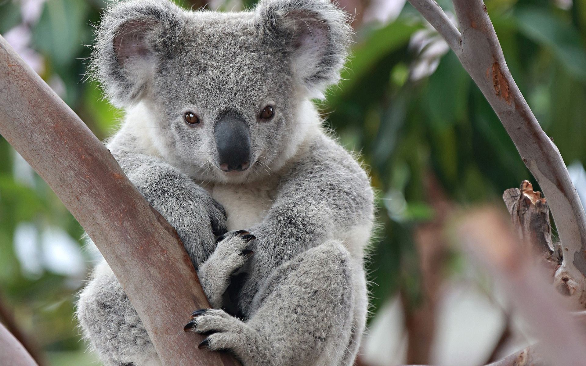 Koala characteristics, Australian wildlife, Unique representatives, Living world wonders, 1920x1200 HD Desktop