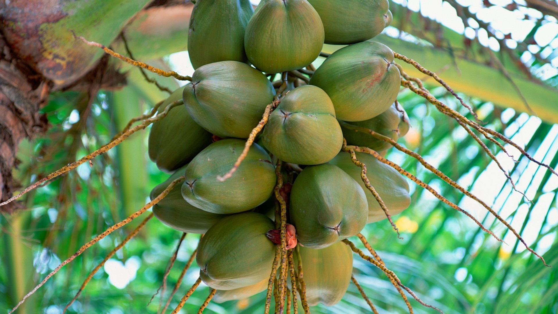 Coconut: Cocos nucifera, A large palm, growing up to 30 meters tall. 1920x1080 Full HD Wallpaper.