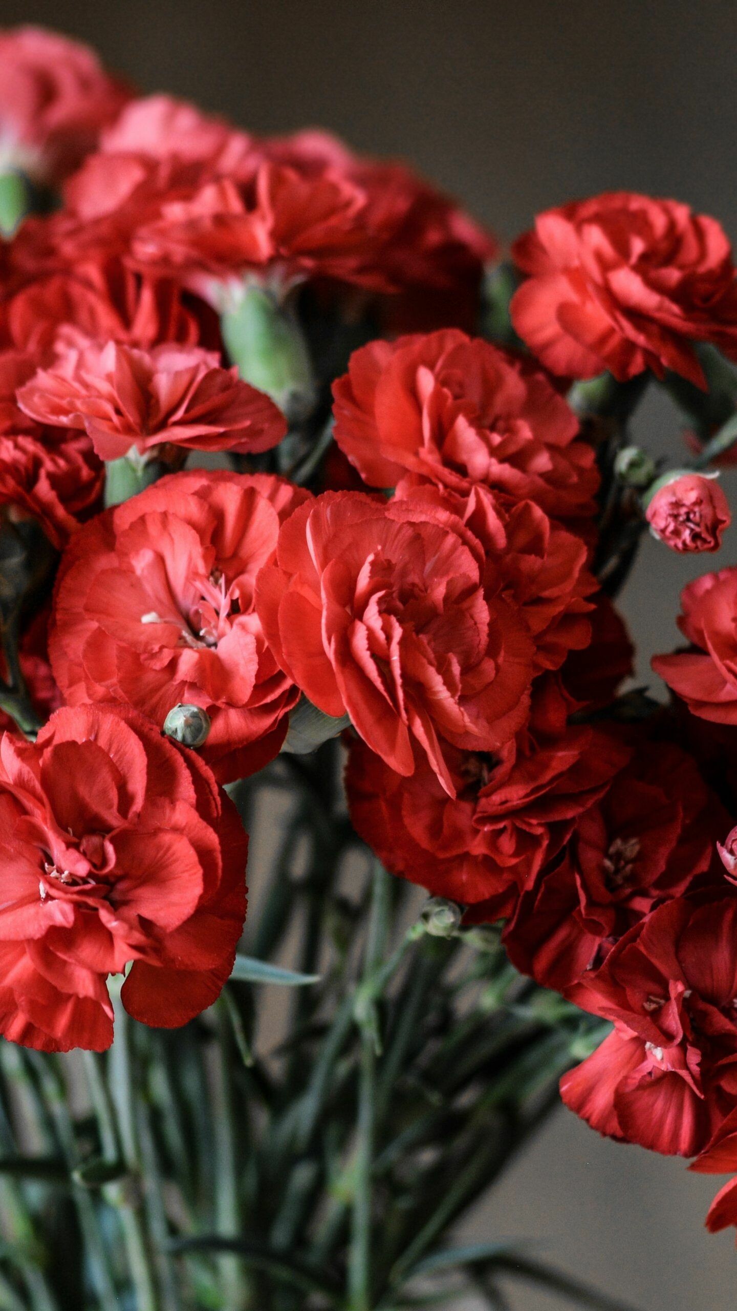 Carnation: Red carnations are worn on May Day as a symbol of socialism and the labor movement in some countries, such as Austria, Italy, and successor countries of the former Yugoslavia. 1440x2560 HD Wallpaper.