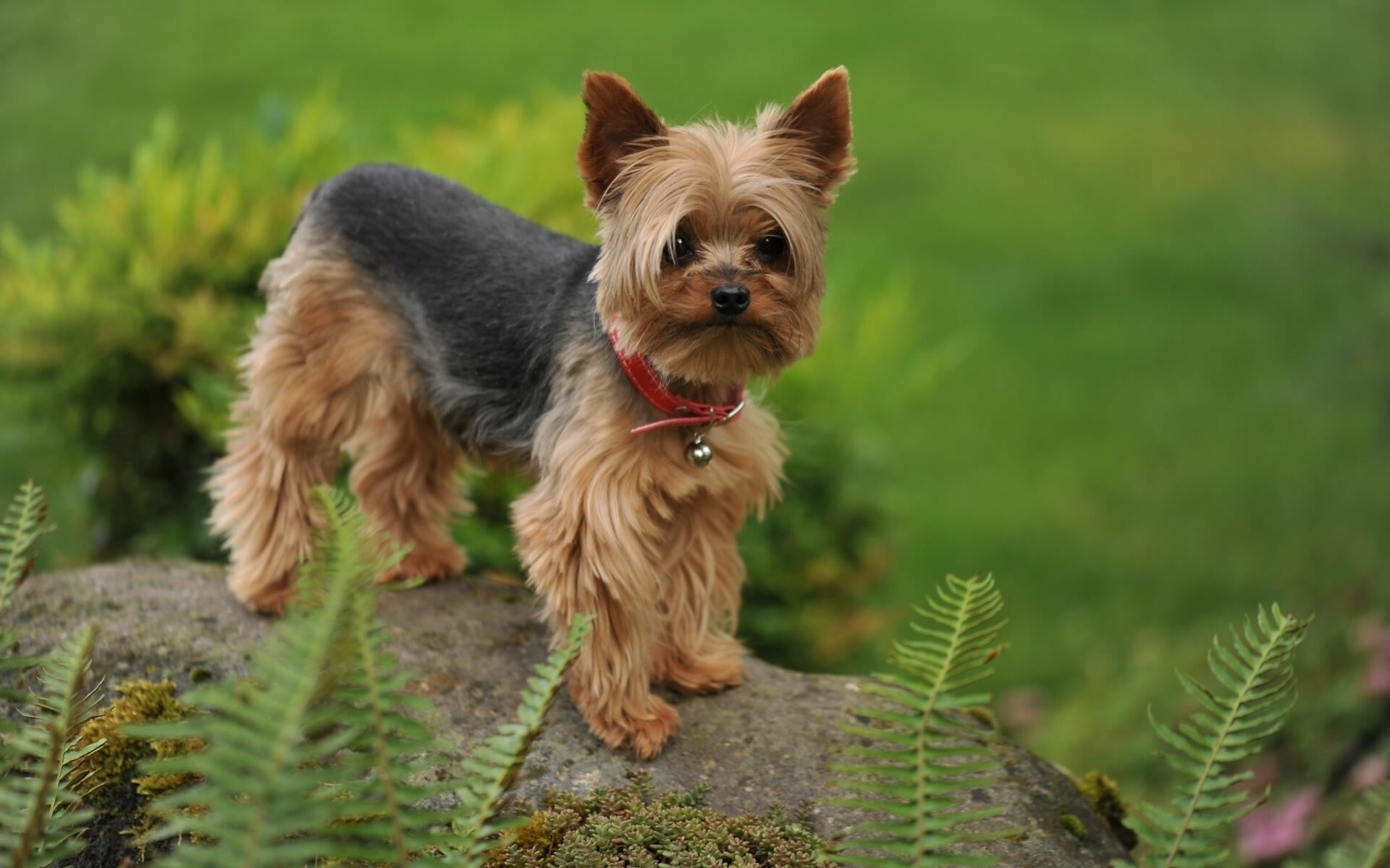 Yorkshire Terrier: The breed's hair must be glossy, fine, straight, and silky. 1920x1200 HD Background.