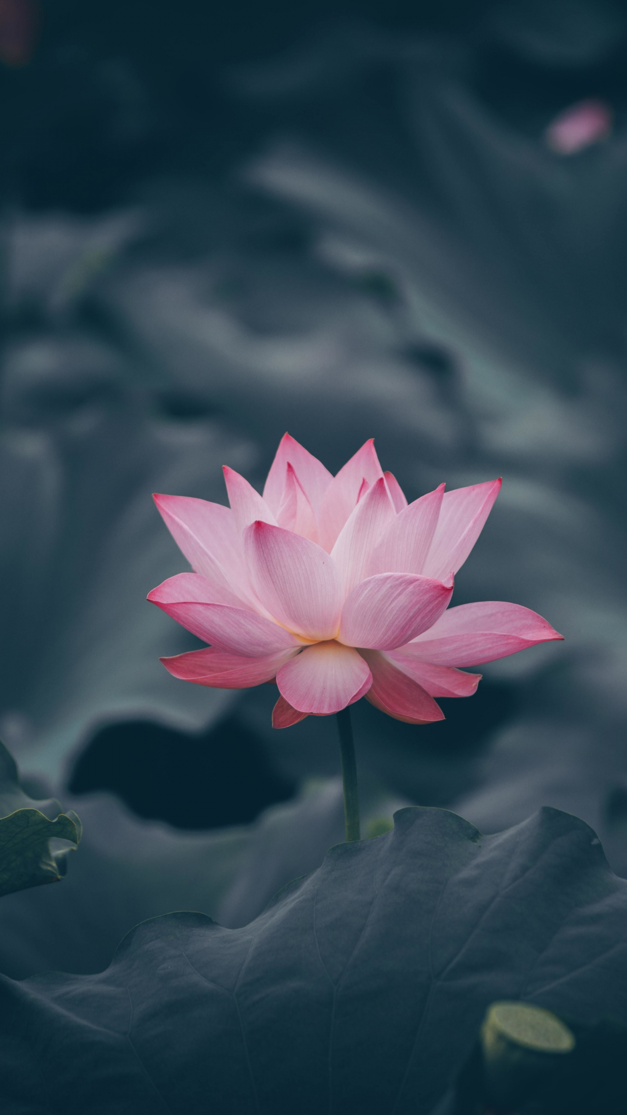 Pink lotus flower bloom, Sony Xperia Z5 Premium Dual, 2160x3840 4K Phone
