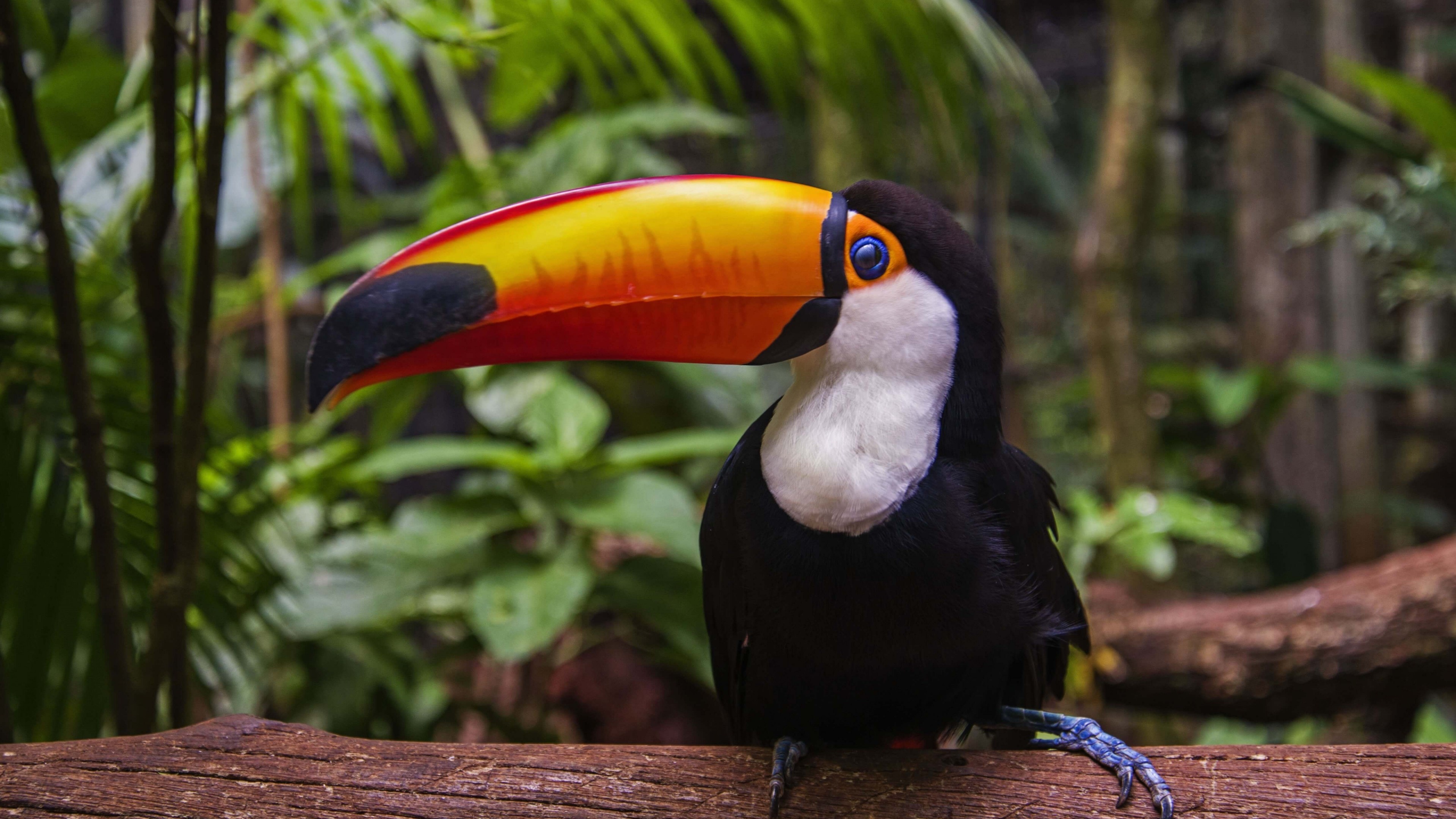 Toucan wallpapers, Colourful bird, Digital showcasing, Nature's beauty, 3840x2160 4K Desktop