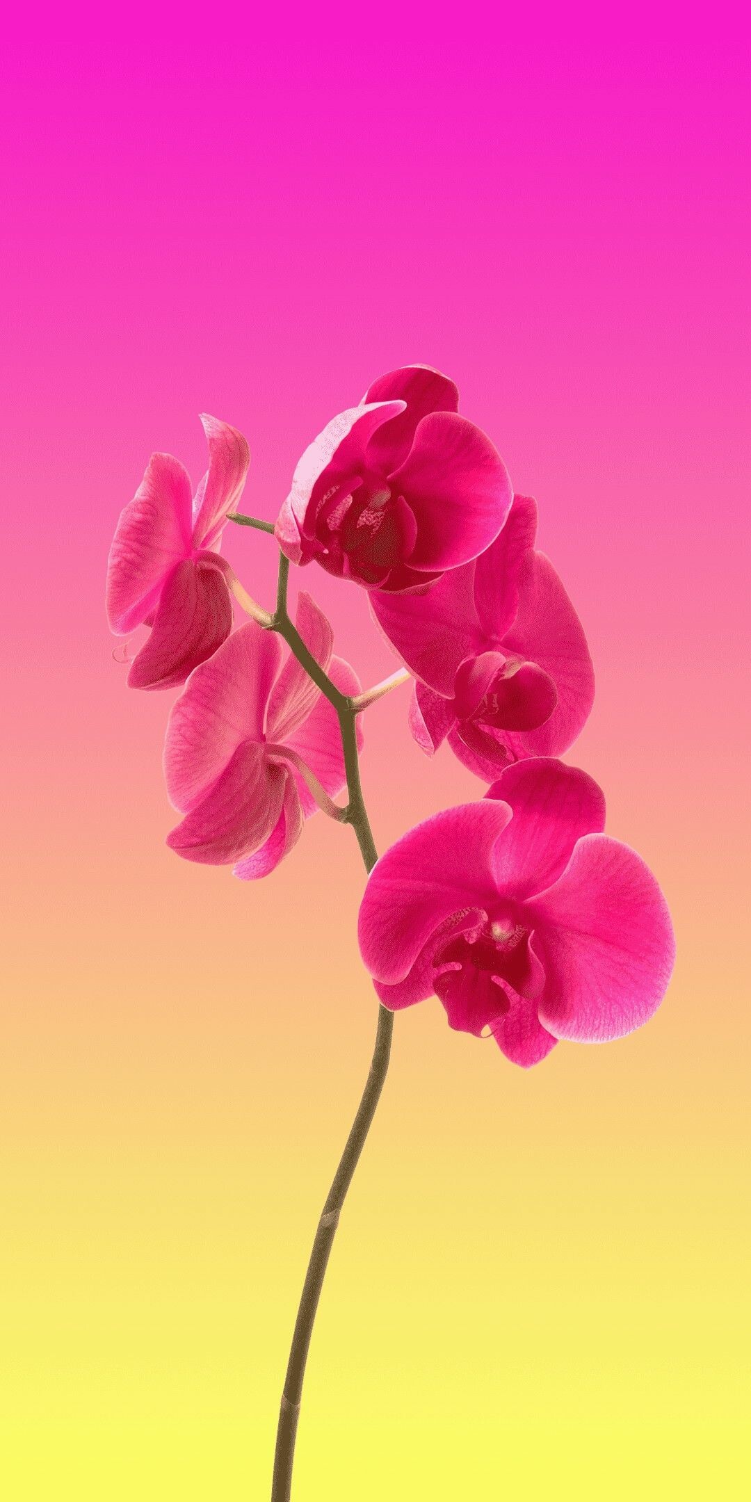 Orchid: Their petals and sepals are typically found in groups of three, Terrestrial plant. 1080x2160 HD Background.