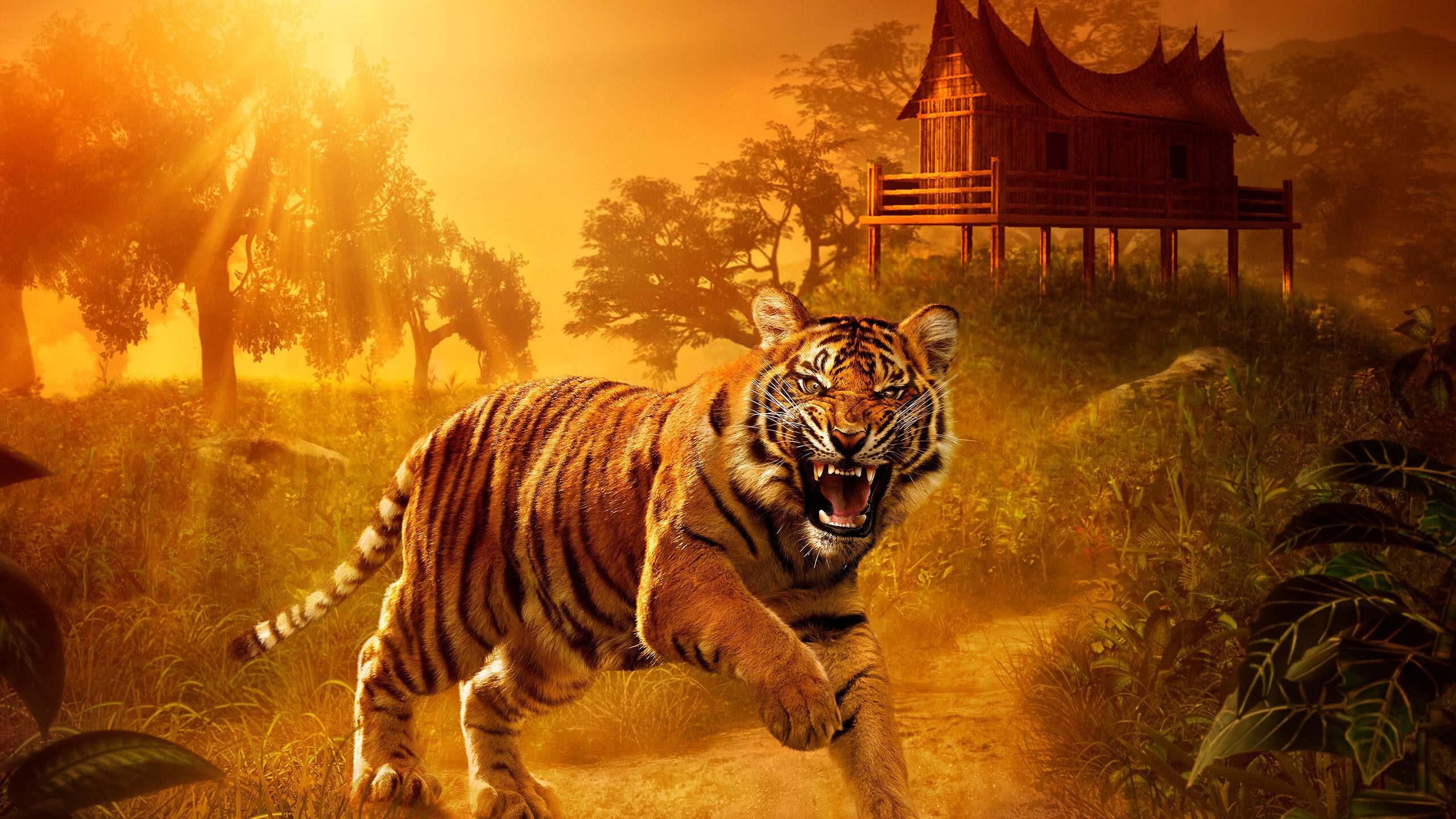 Tiger: Tigers haunt the ruins of buildings such as courts and temples and are at home in habitats ranging from dry grassland to rainforest. 2560x1440 HD Background.