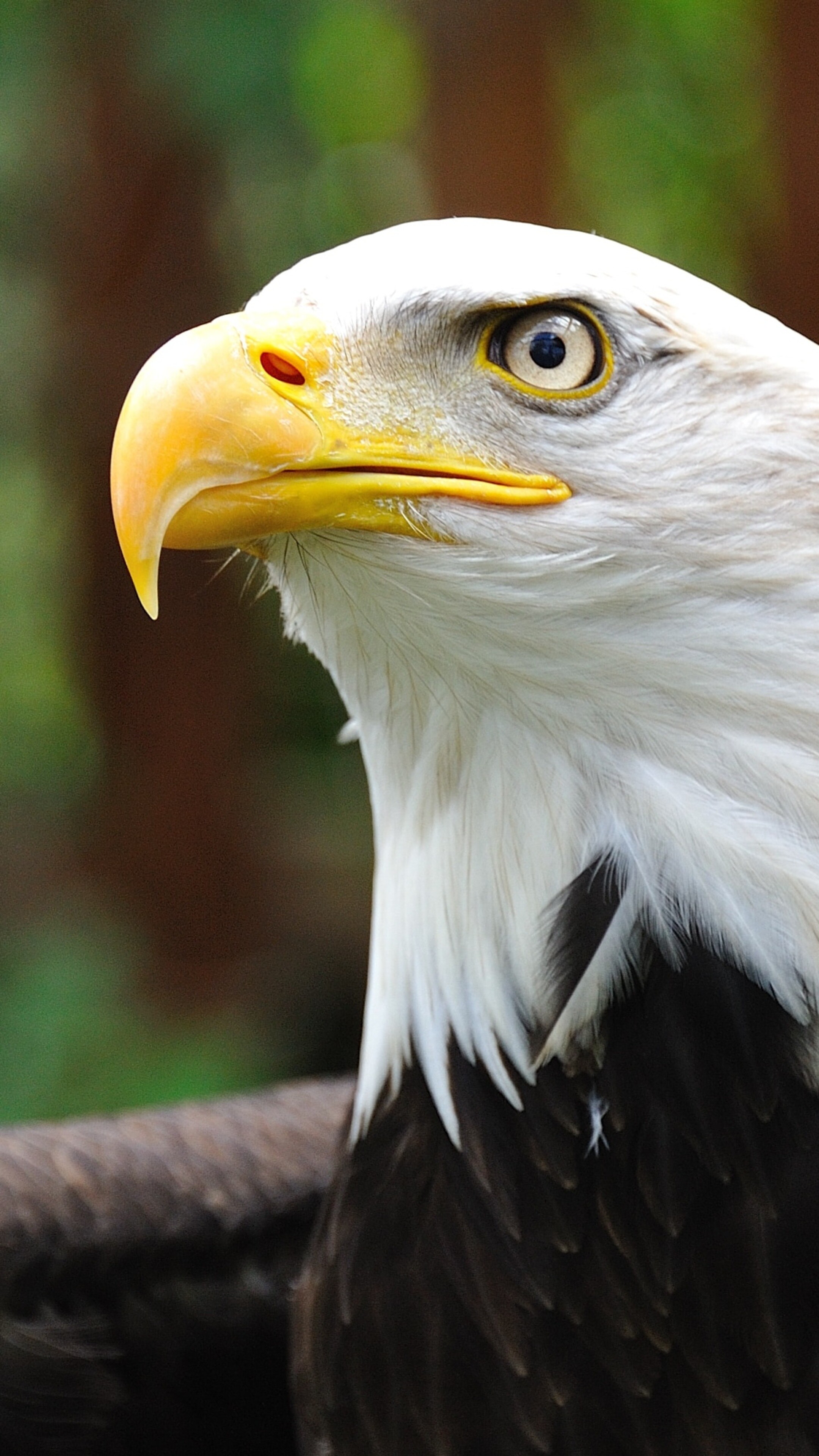 Eagle: The eagles are generally distributed in all types of habitats and nearly all parts of the world. 2160x3840 4K Wallpaper.