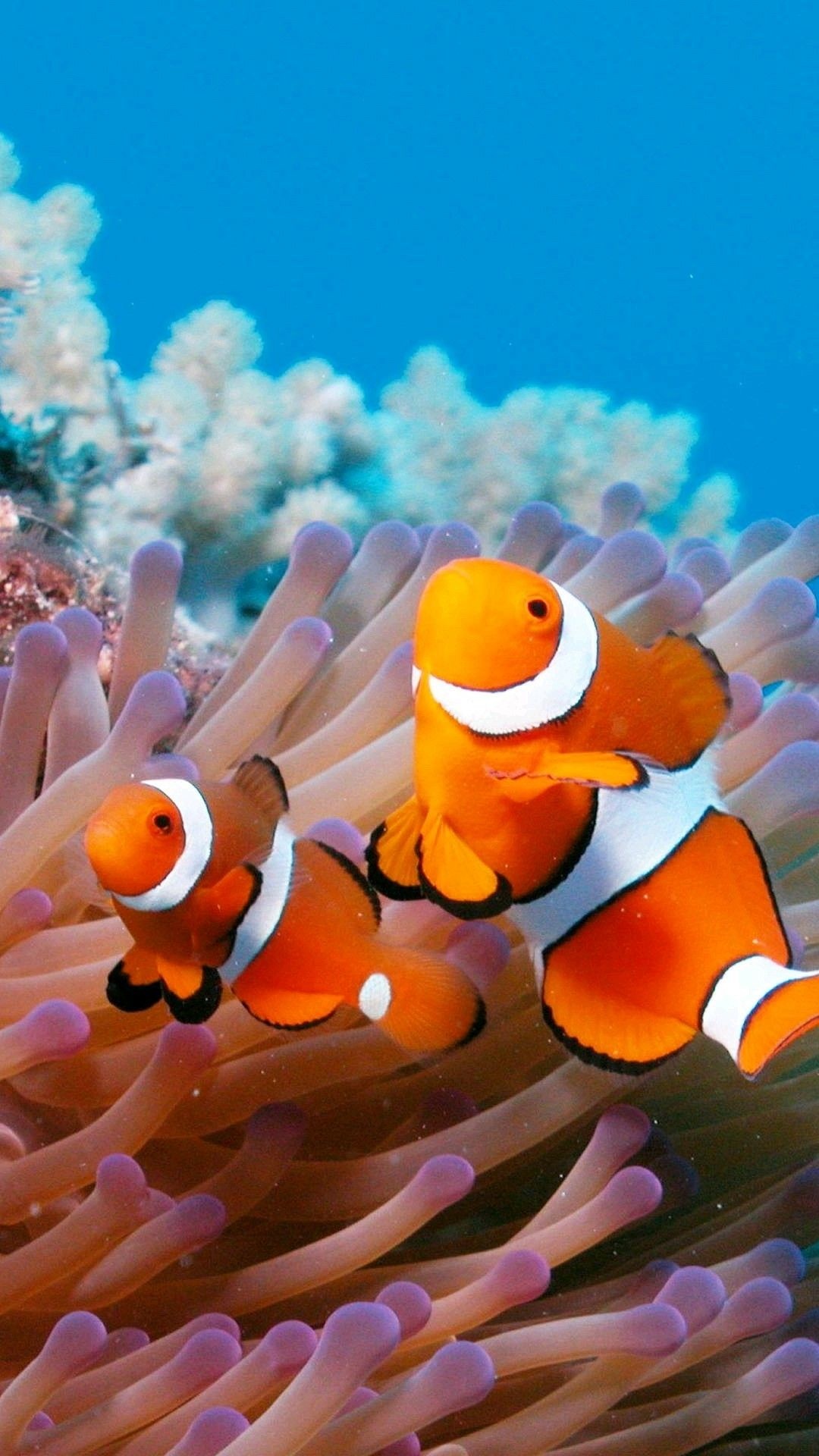 Clown fish, Underwater photography, Colorful fins, Tropical fish, 1080x1920 Full HD Phone