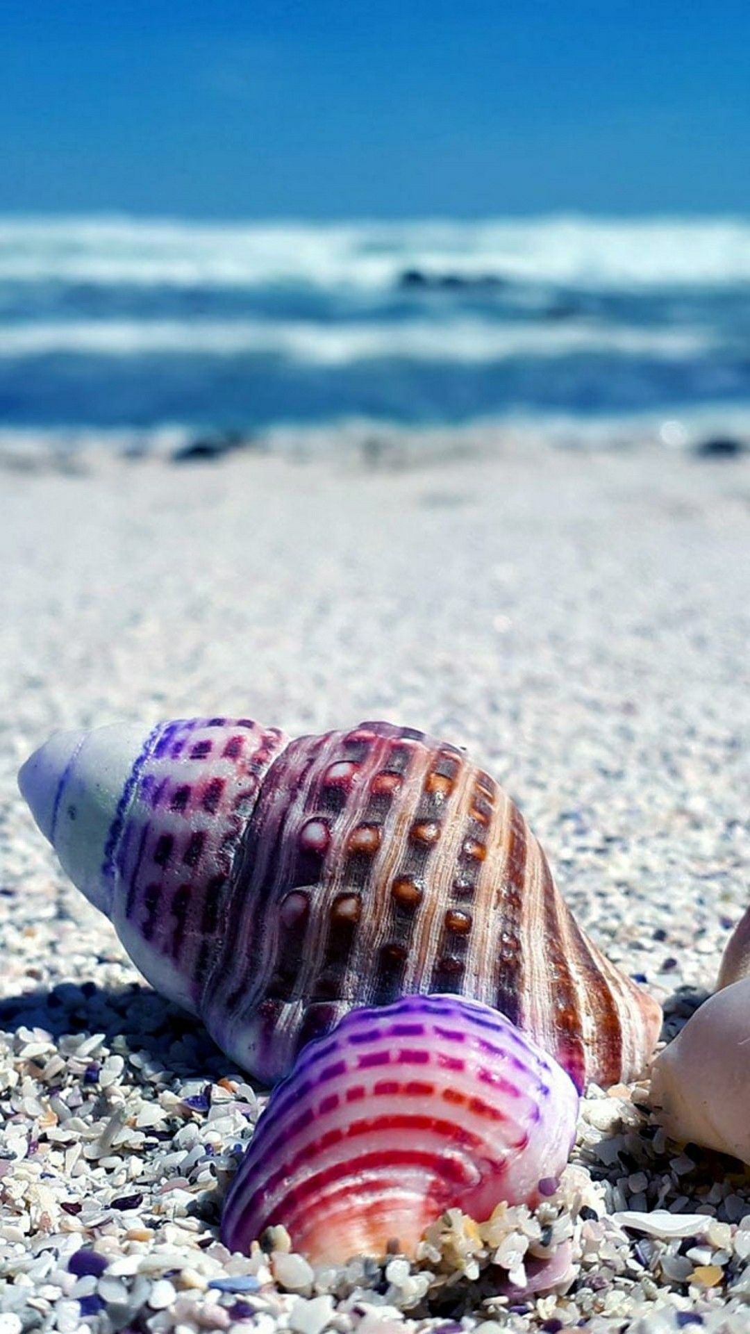 Sea Shell: Can be plain and smooth or come adorned with spikes and ridges and protrusions. 1080x1920 Full HD Wallpaper.