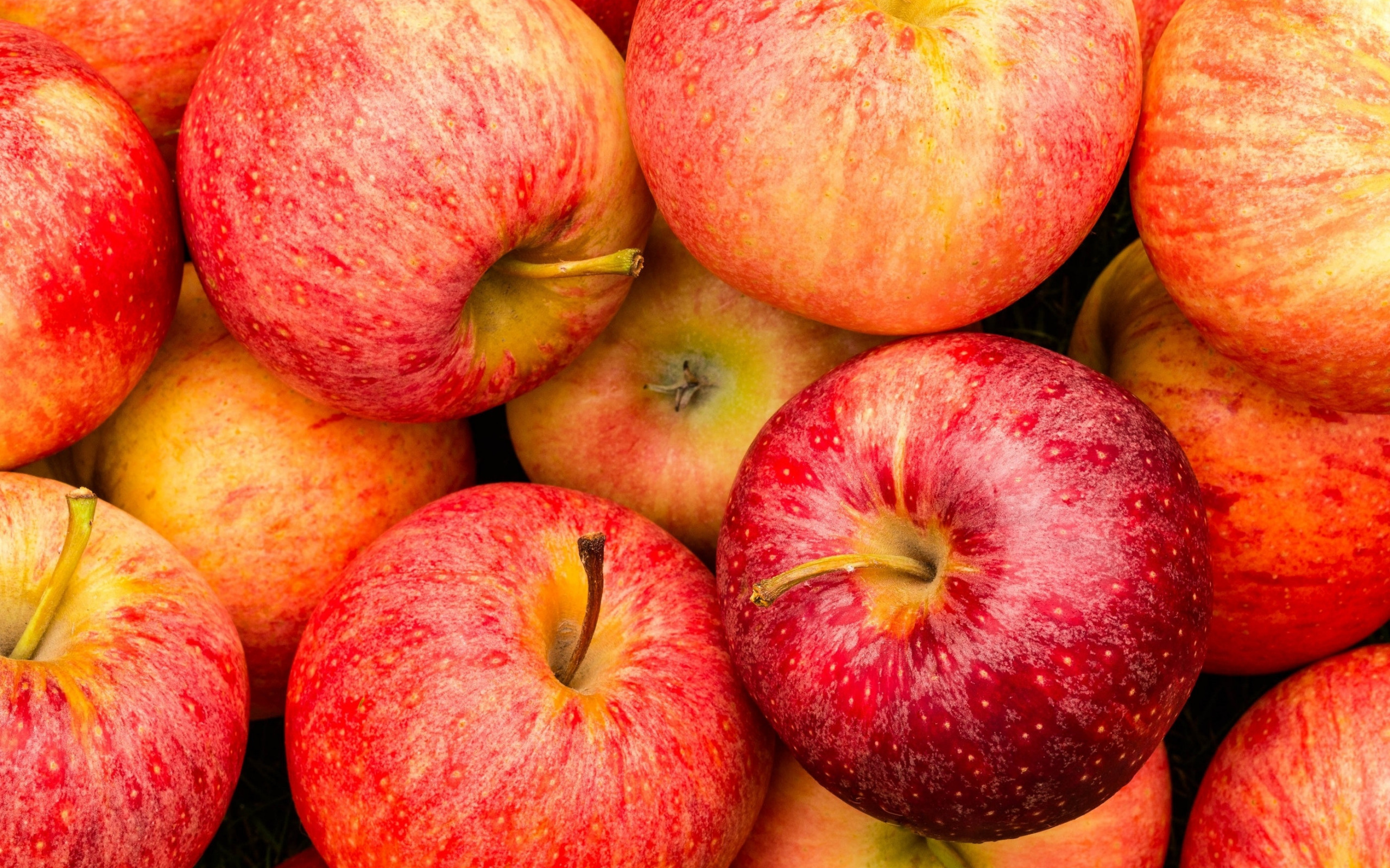 Apple (Fruit): Ripe apples, Fruits, Natural foods. 2560x1600 HD Background.