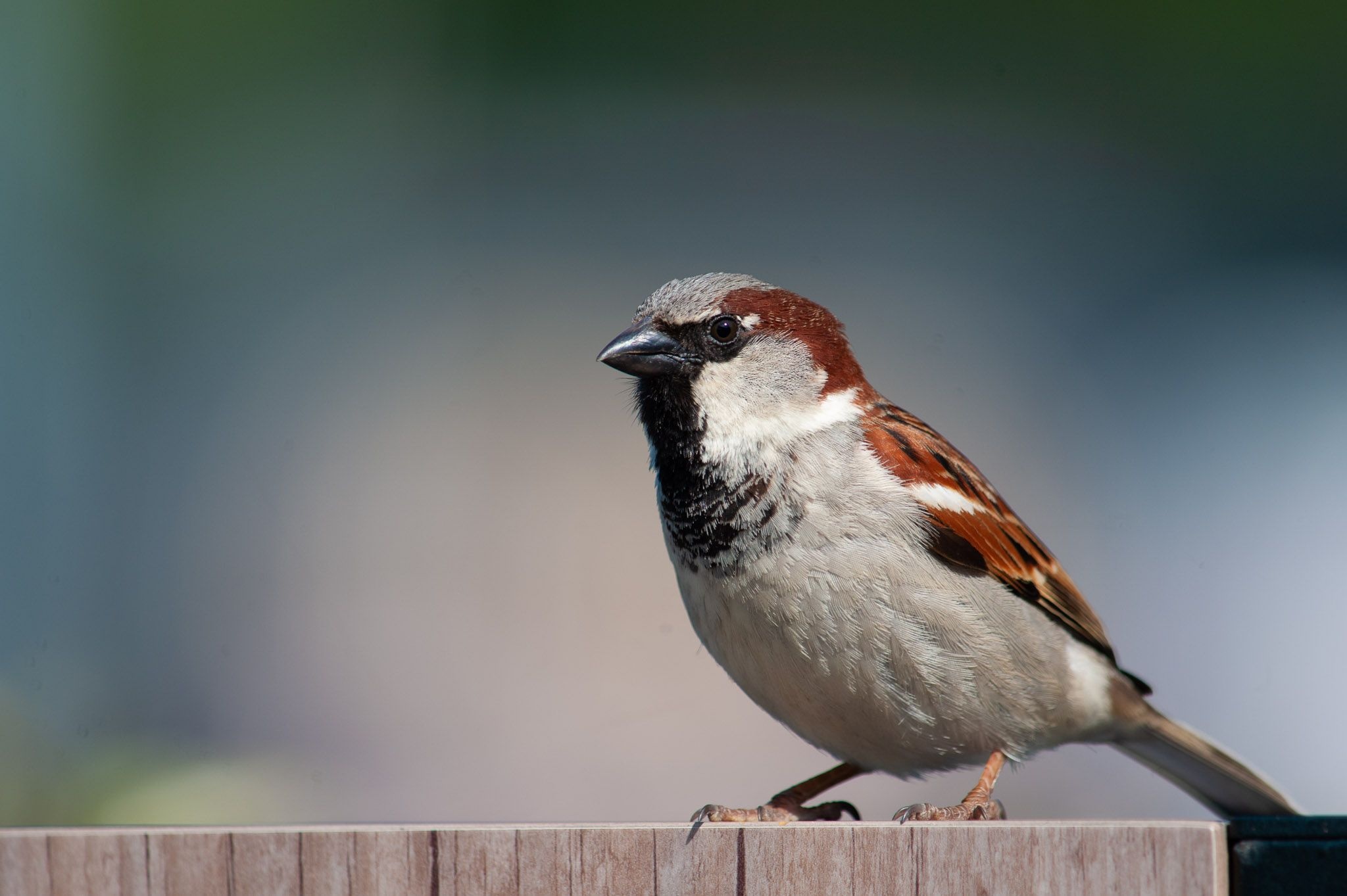 House sparrow, Passer domesticus, Bird photography, 2050x1370 HD Desktop