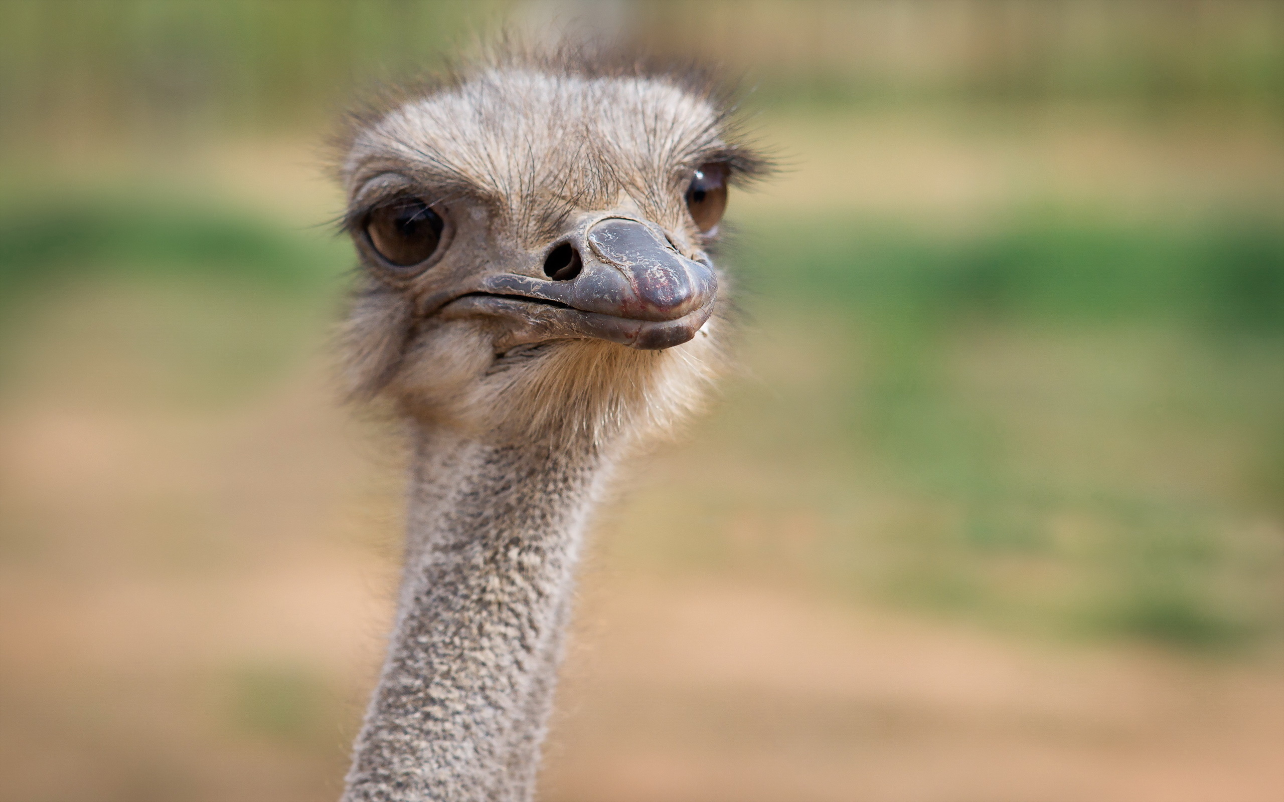 Pictures birds ostriches, Closeup animals, African wildlife, Large avian species, 2560x1600 HD Desktop