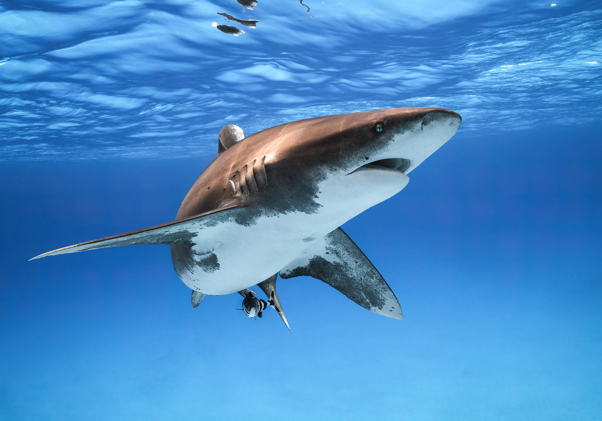 Digitaldrucktapete, Great white shark, Photographic art, Underwater beauty, 2000x1400 HD Desktop
