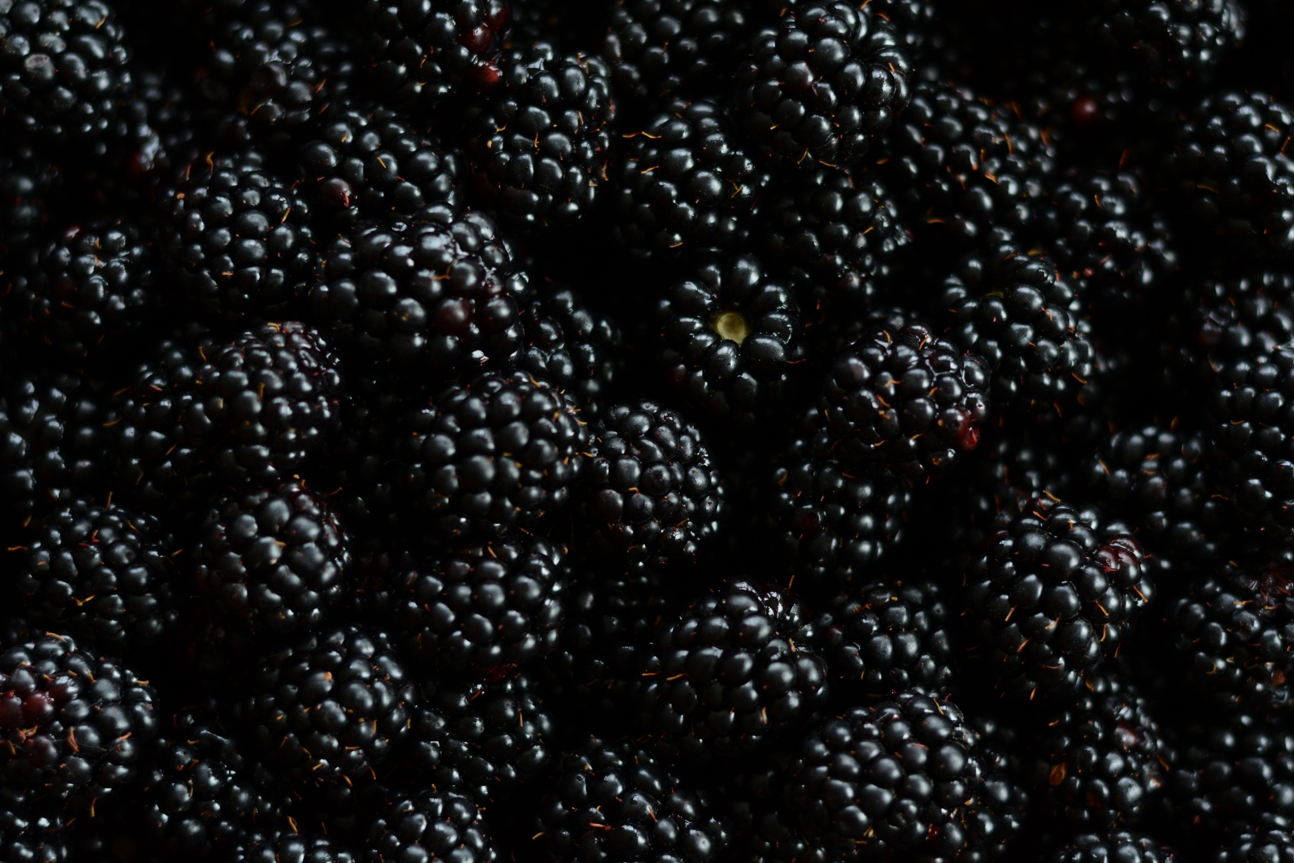 Blackberry, HD wallpaper, Dark background, Food photography, 2560x1710 HD Desktop