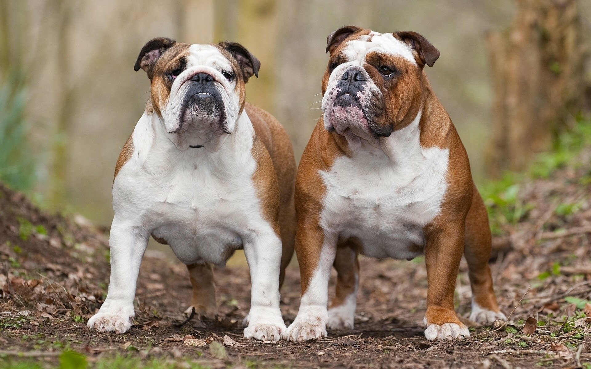 Bulldog: The breed was developed in England around the 13th century from the ferocious Alaunt. 1920x1200 HD Background.