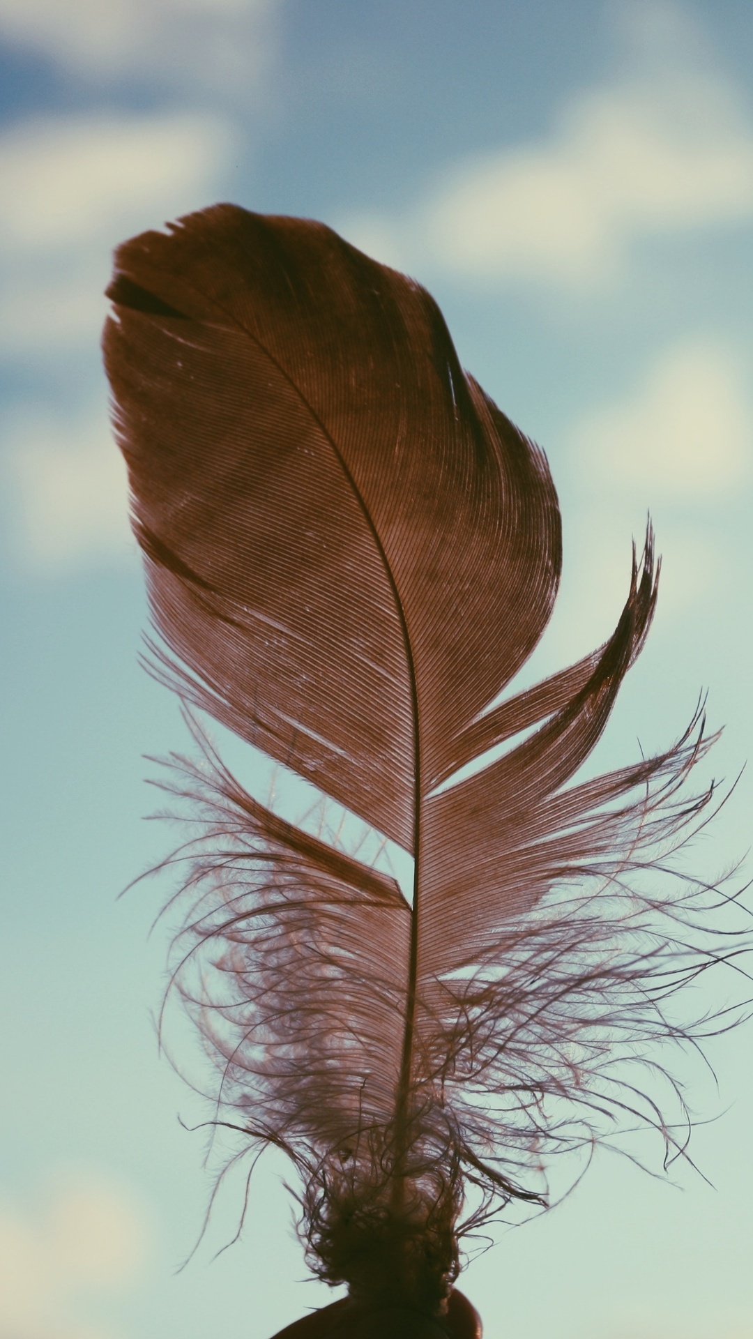 Feather: Contour feathers, forming the bird's outer body covering. 1080x1920 Full HD Background.