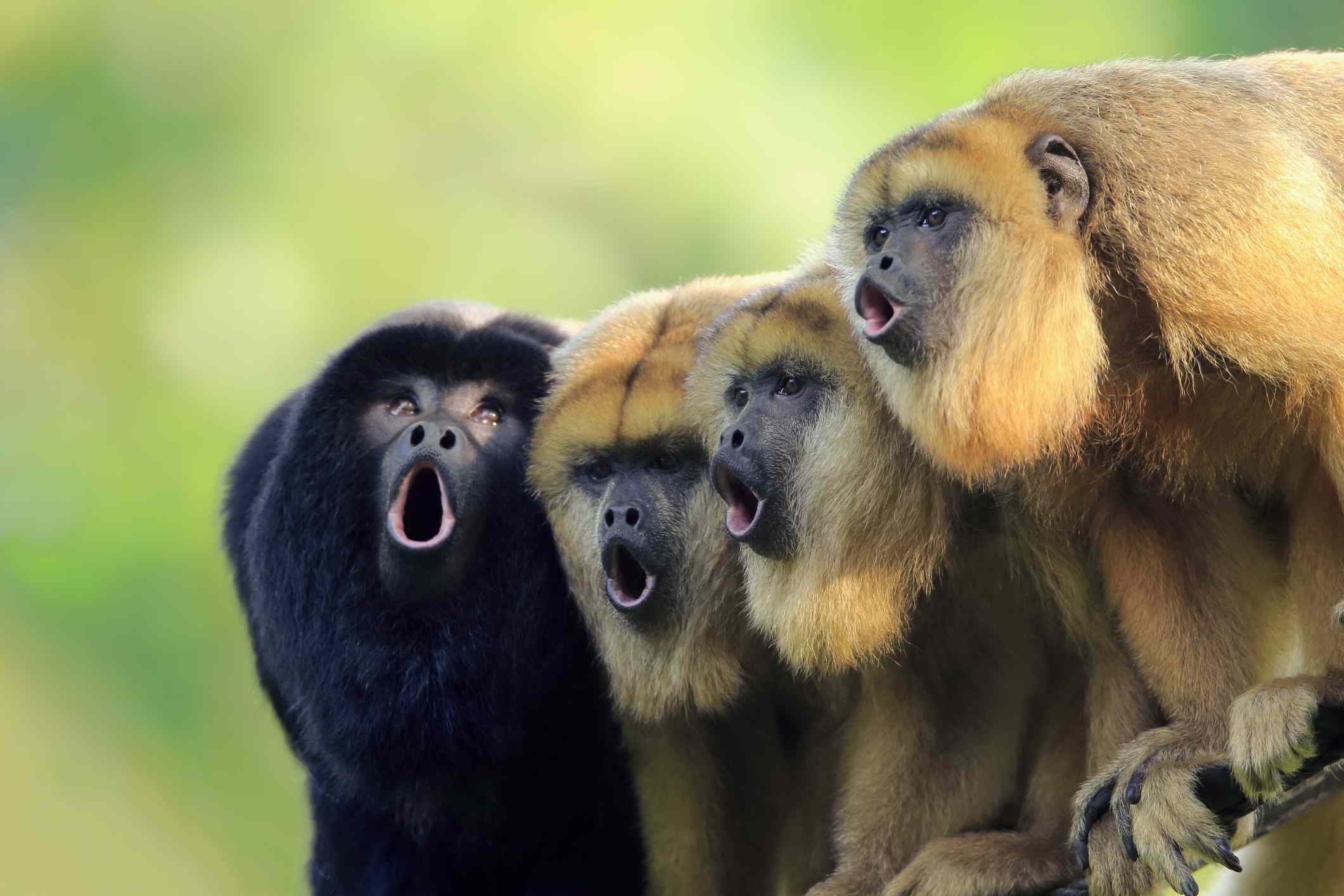 Howler Monkey, Furry mammal, Protected species, Vocal communicator, 2130x1420 HD Desktop