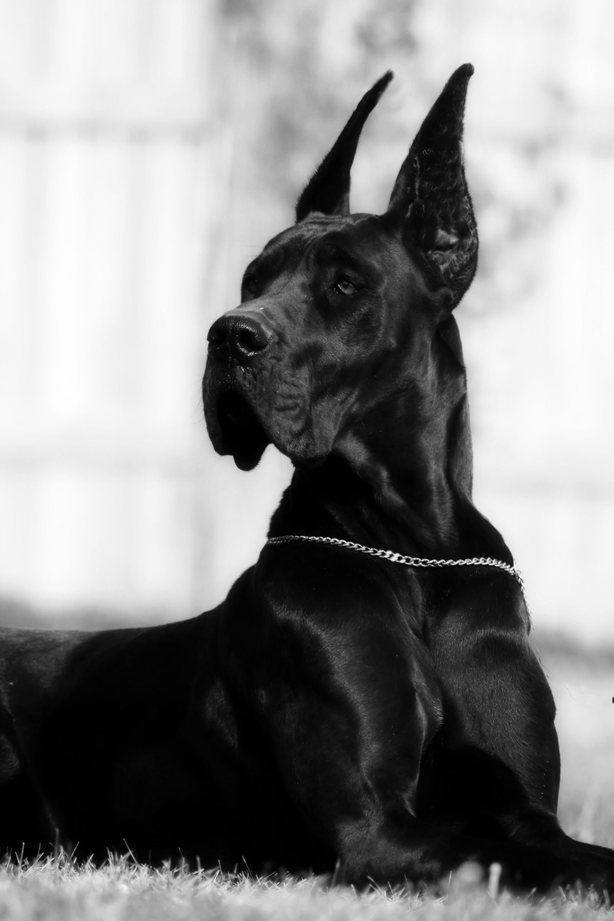 Great Dane: Black and white, Cropped ears, A dog with friendly nature. 2050x3080 HD Background.