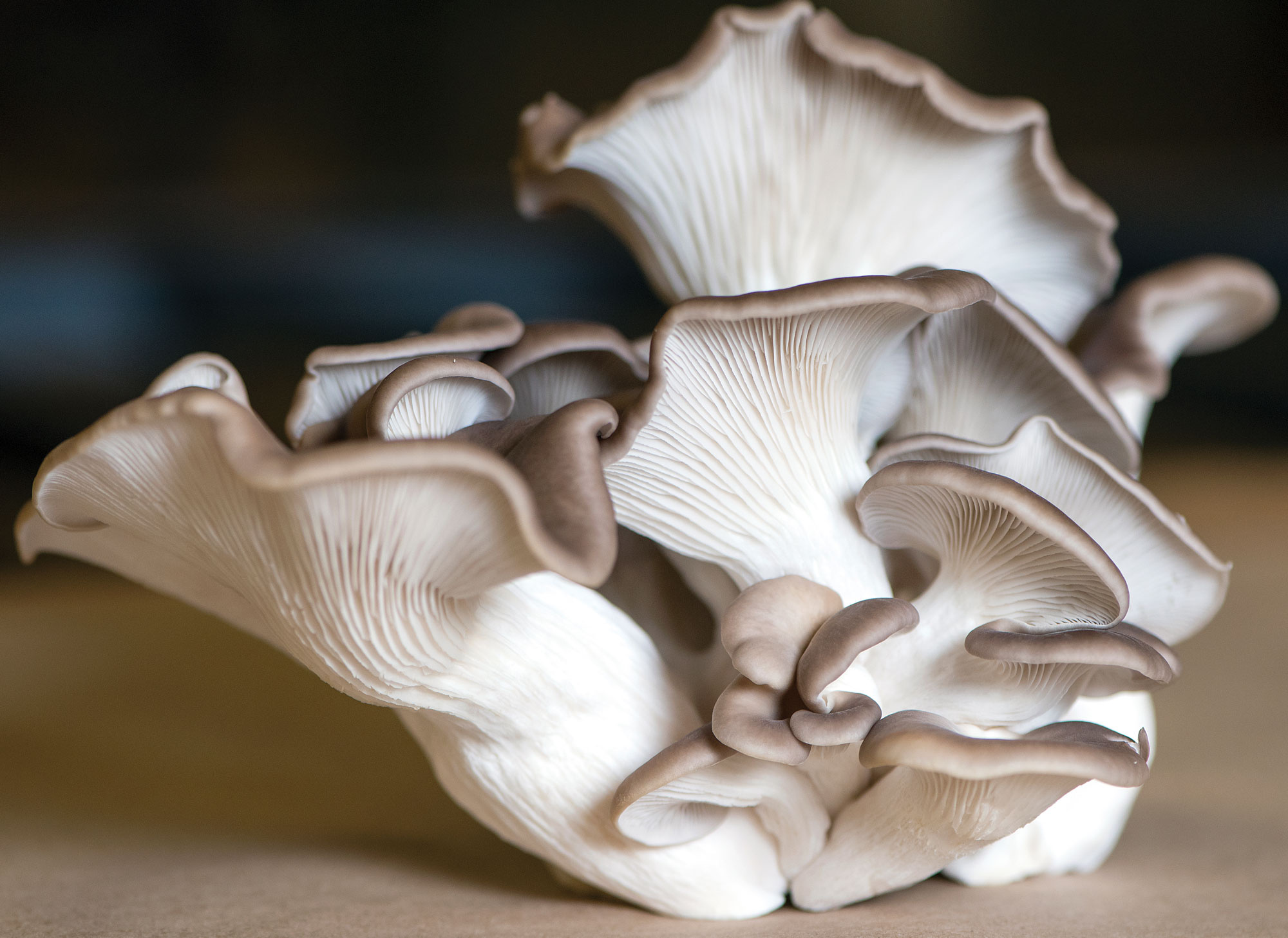 Oyster mushrooms, Fungus farming, MFA oil initiative, Sustainable agriculture, 2000x1460 HD Desktop