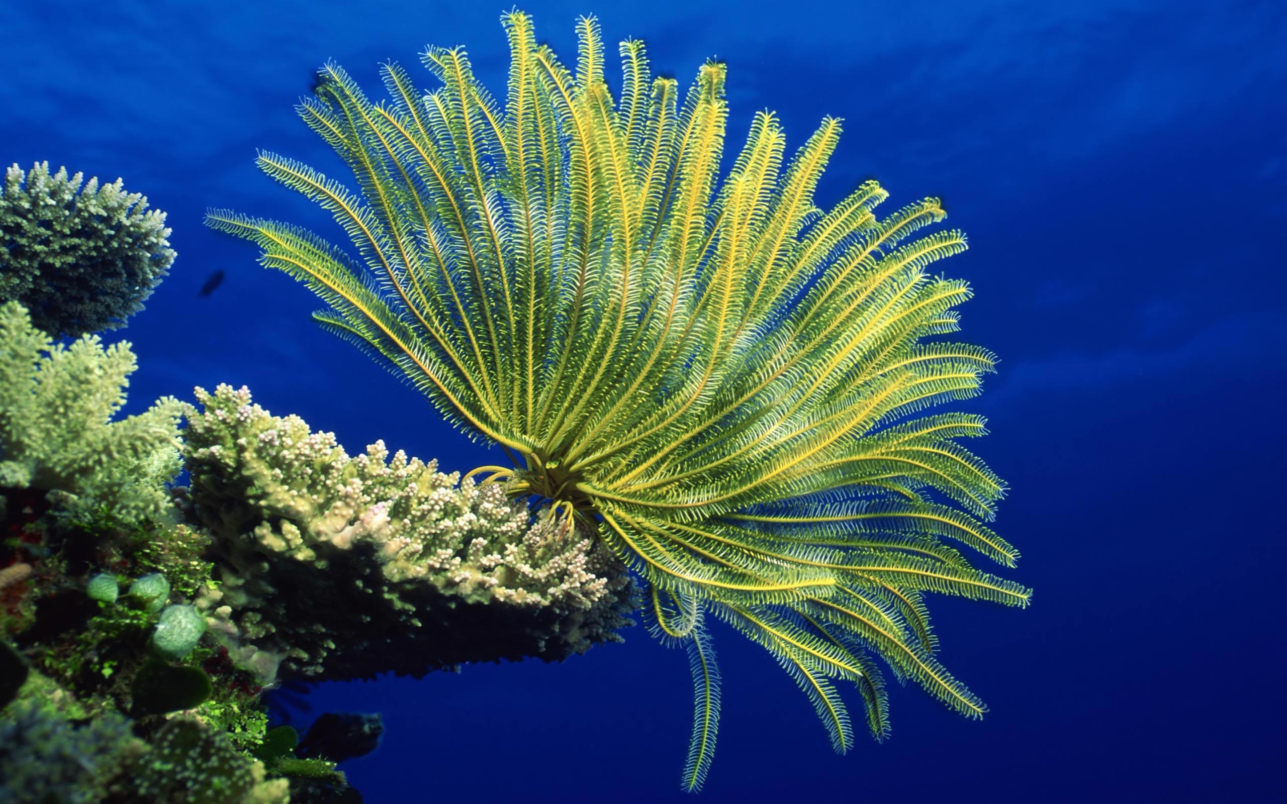 Coral Sea, HD wallpapers, Underwater beauty, Marine life, 2560x1600 HD Desktop